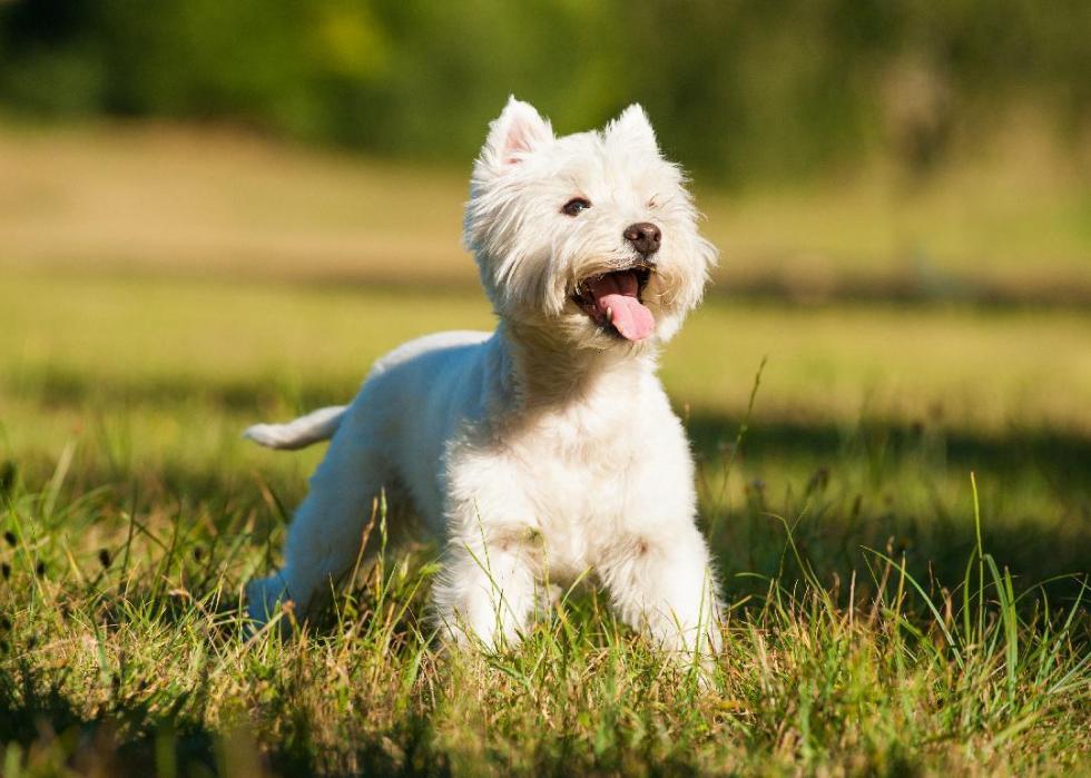 Origins Of The 50 Most Popular Dog Breeds