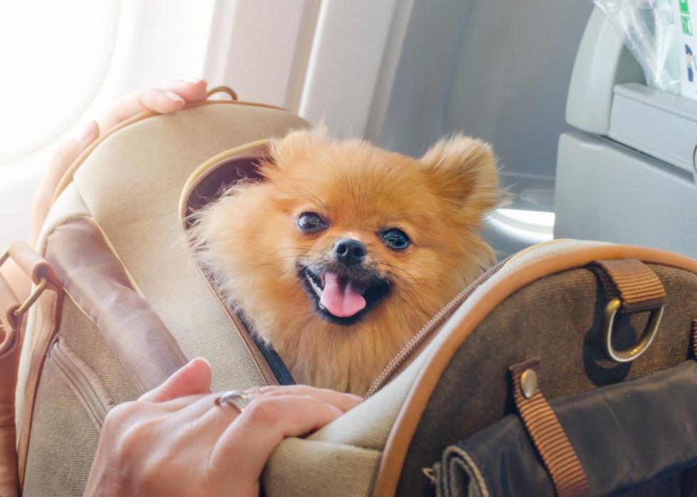 Small pomaranian in a travel bag on board a plane.