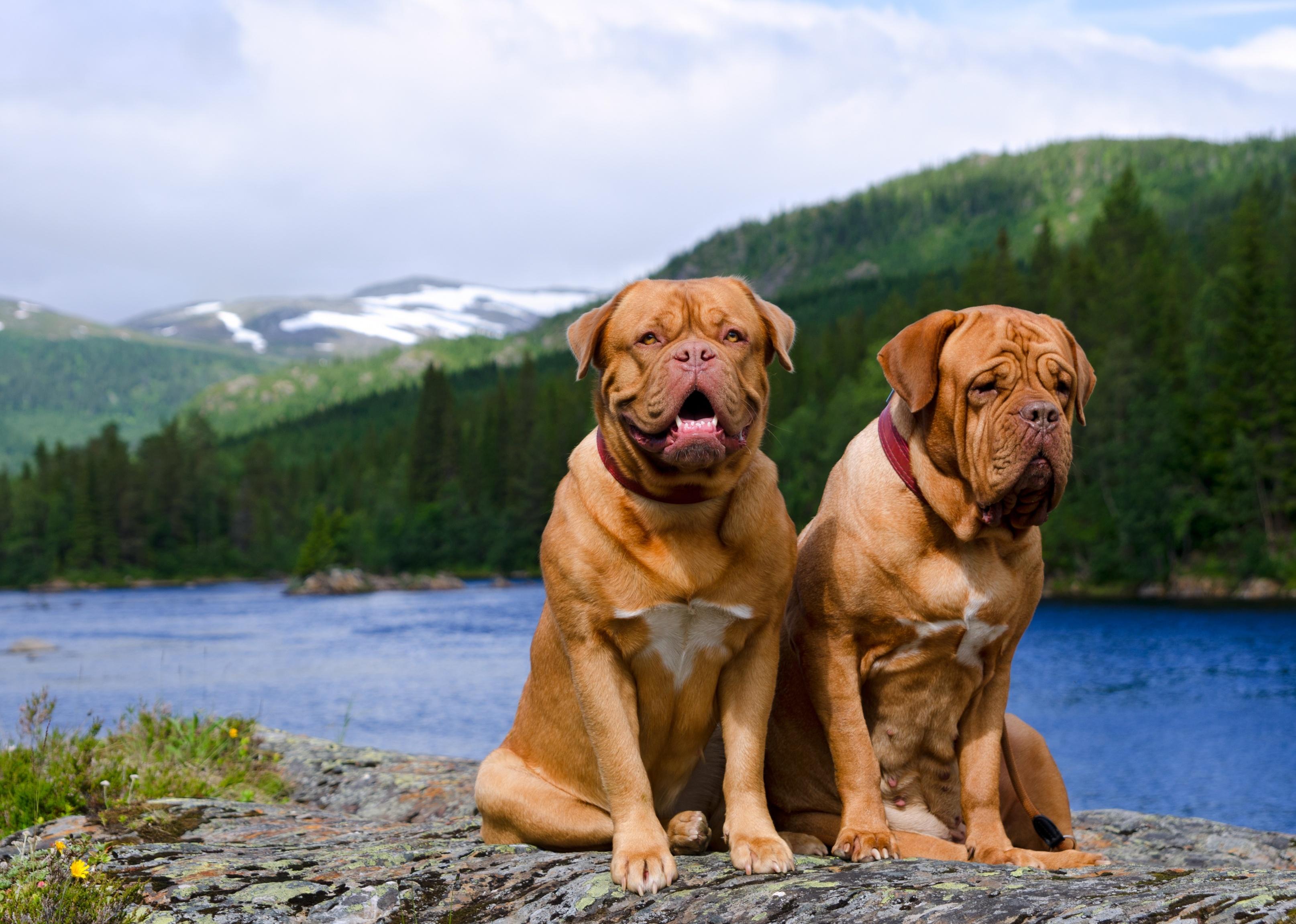 Twp Dogue De Bordeaux dogs sitting on a rock with a summer Norvegian landscape.