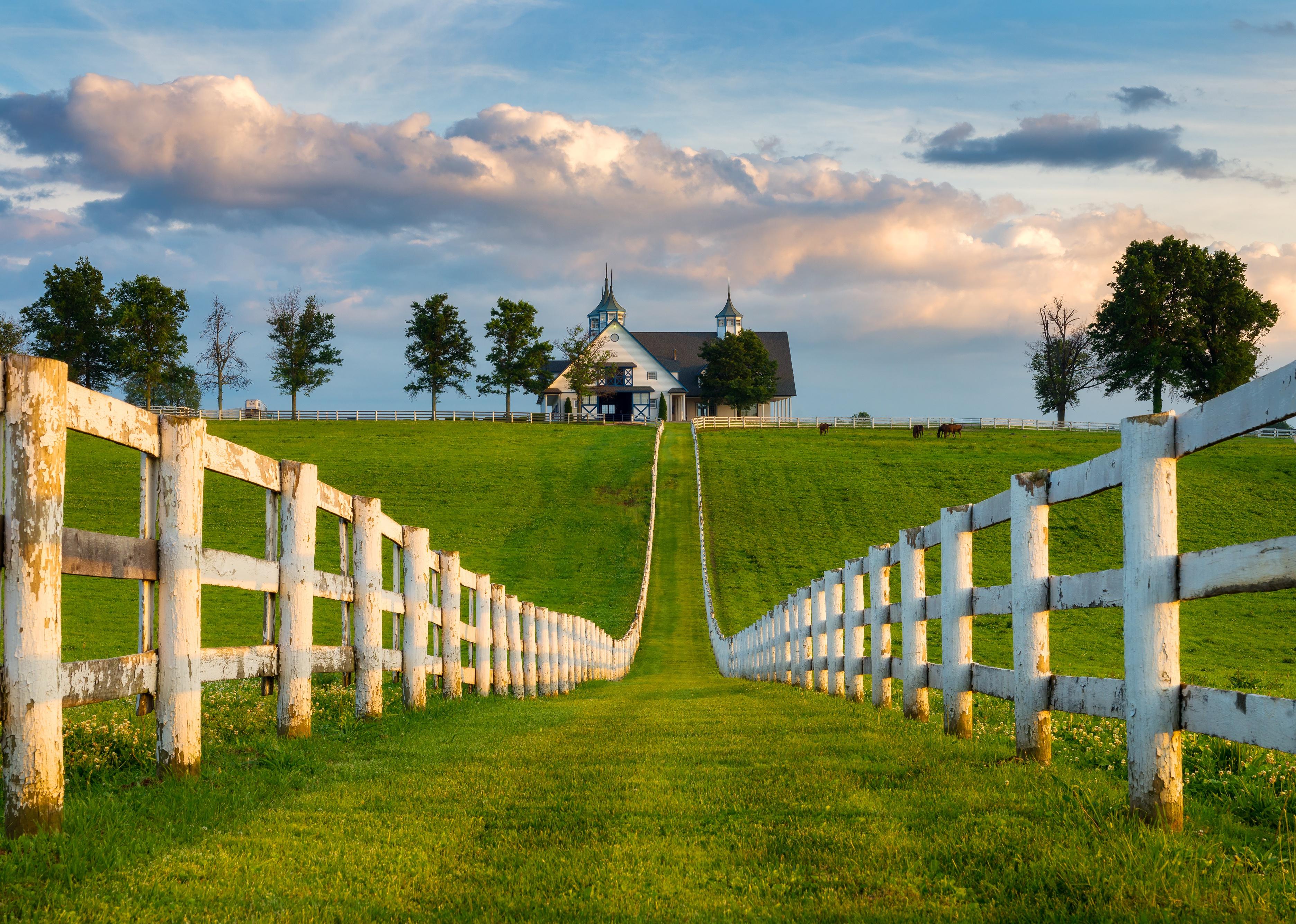 Horse Farm, Kentucky Bluegrass.