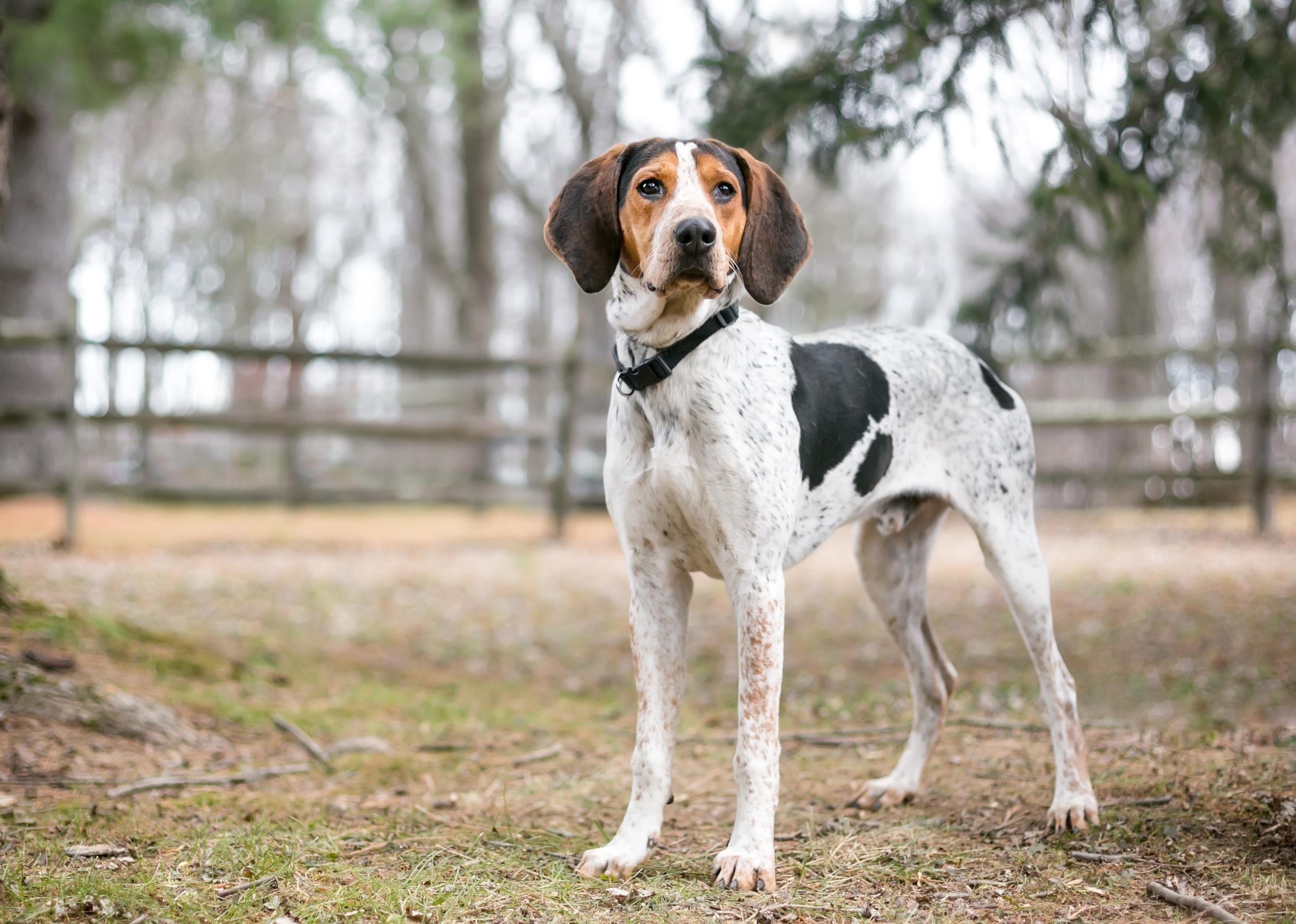 A Treeing Walker Coonhound dog outdoors.