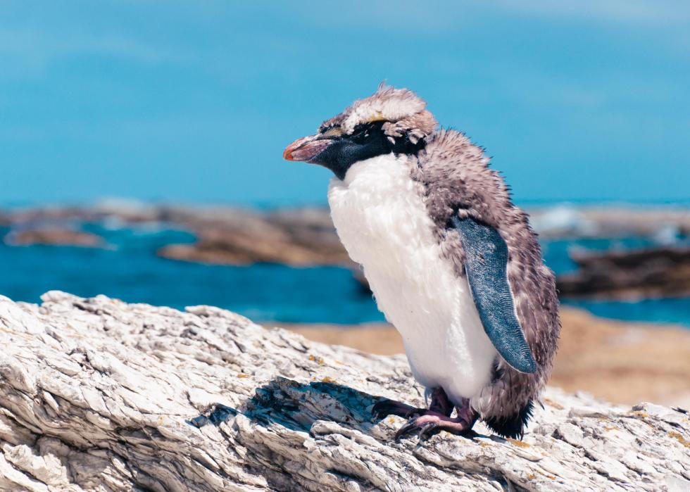 Pingouins :25 faits fascinants sur ces amis incapables de voler 