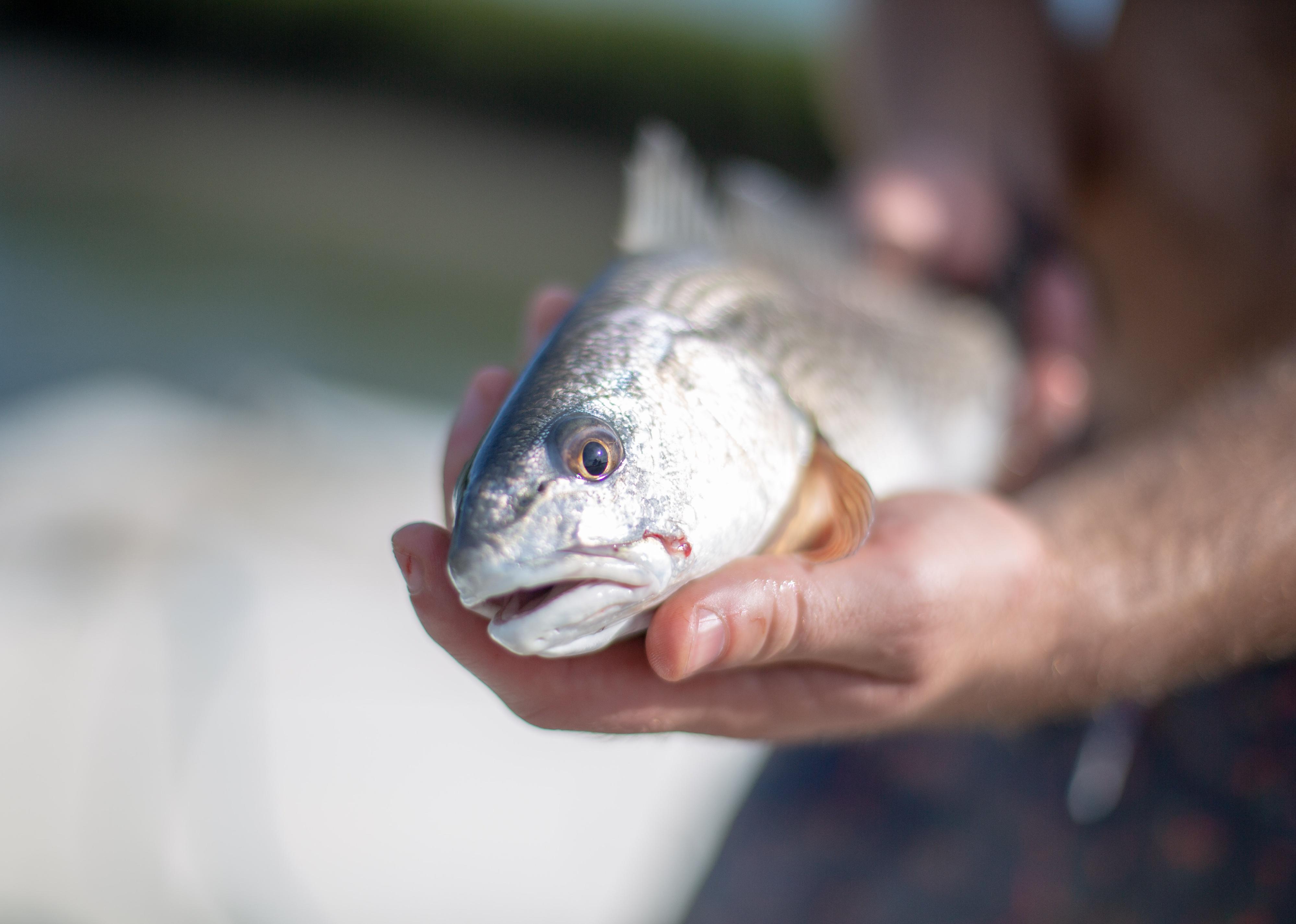 Coastal Red Drum in a person's hands.