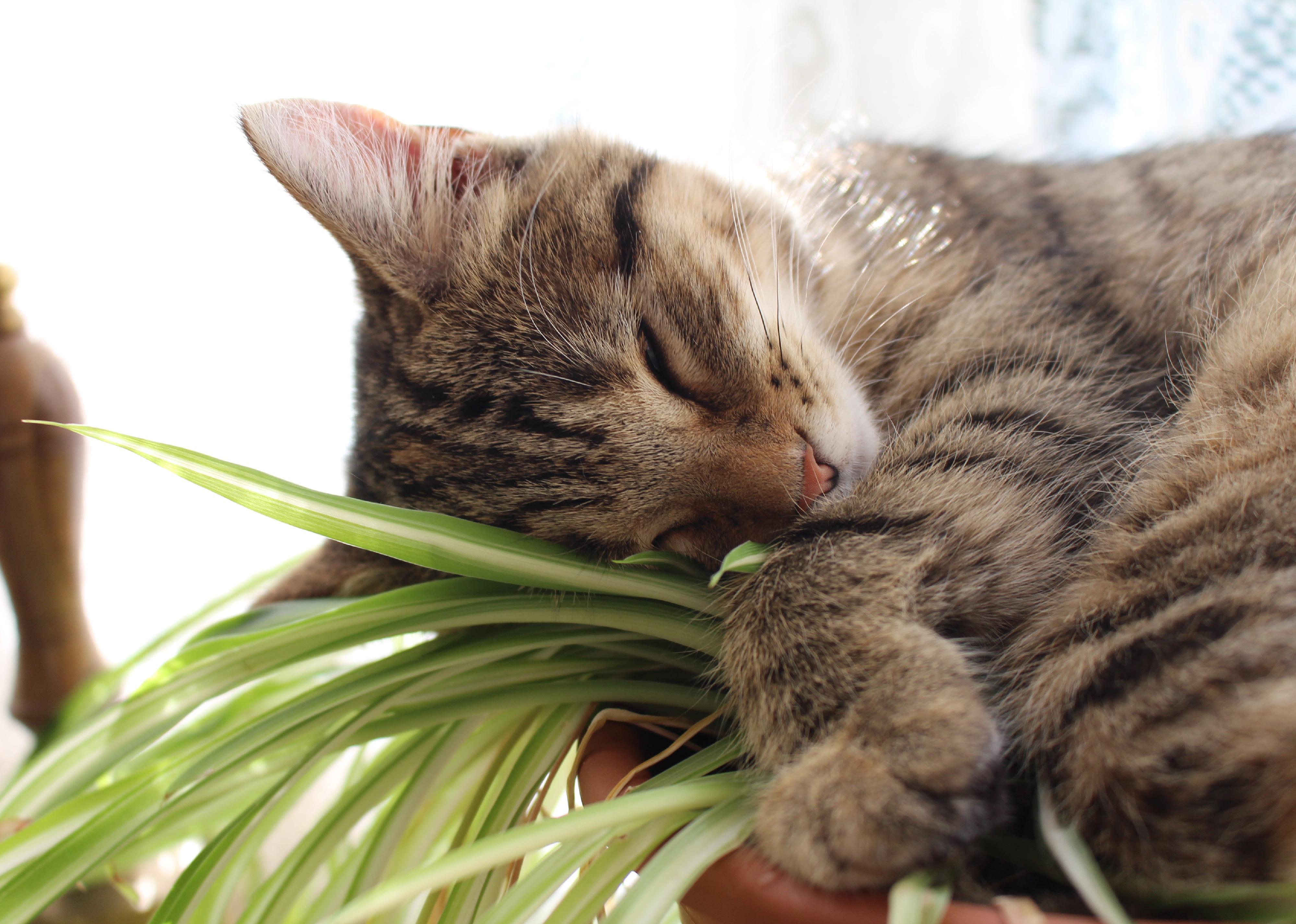 Kitten sleeping on a spider plant