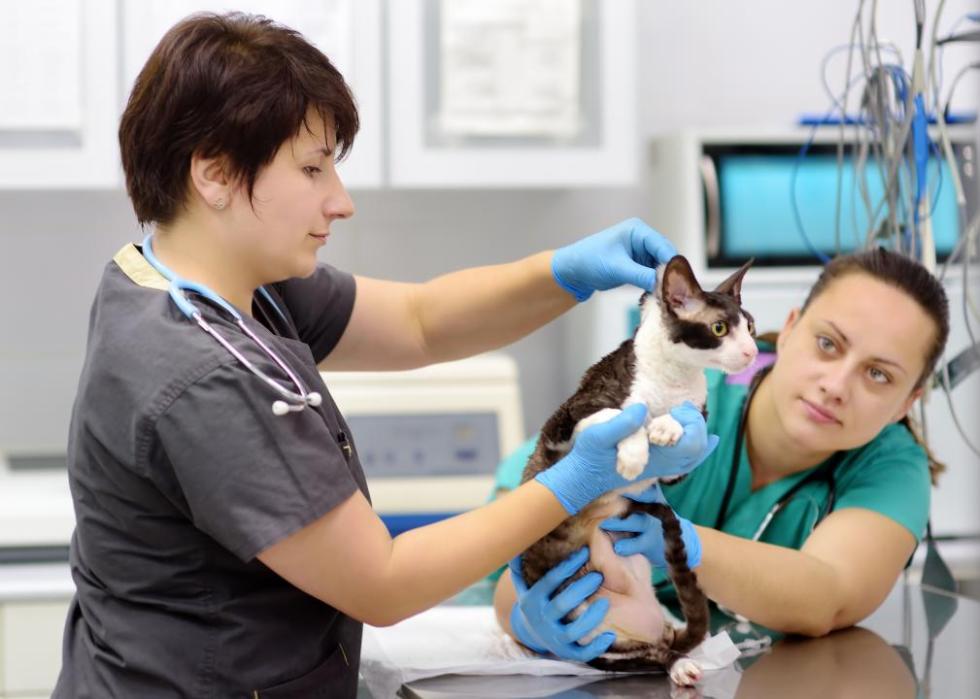 Two professionals examine a cat on a table in a vet's office.