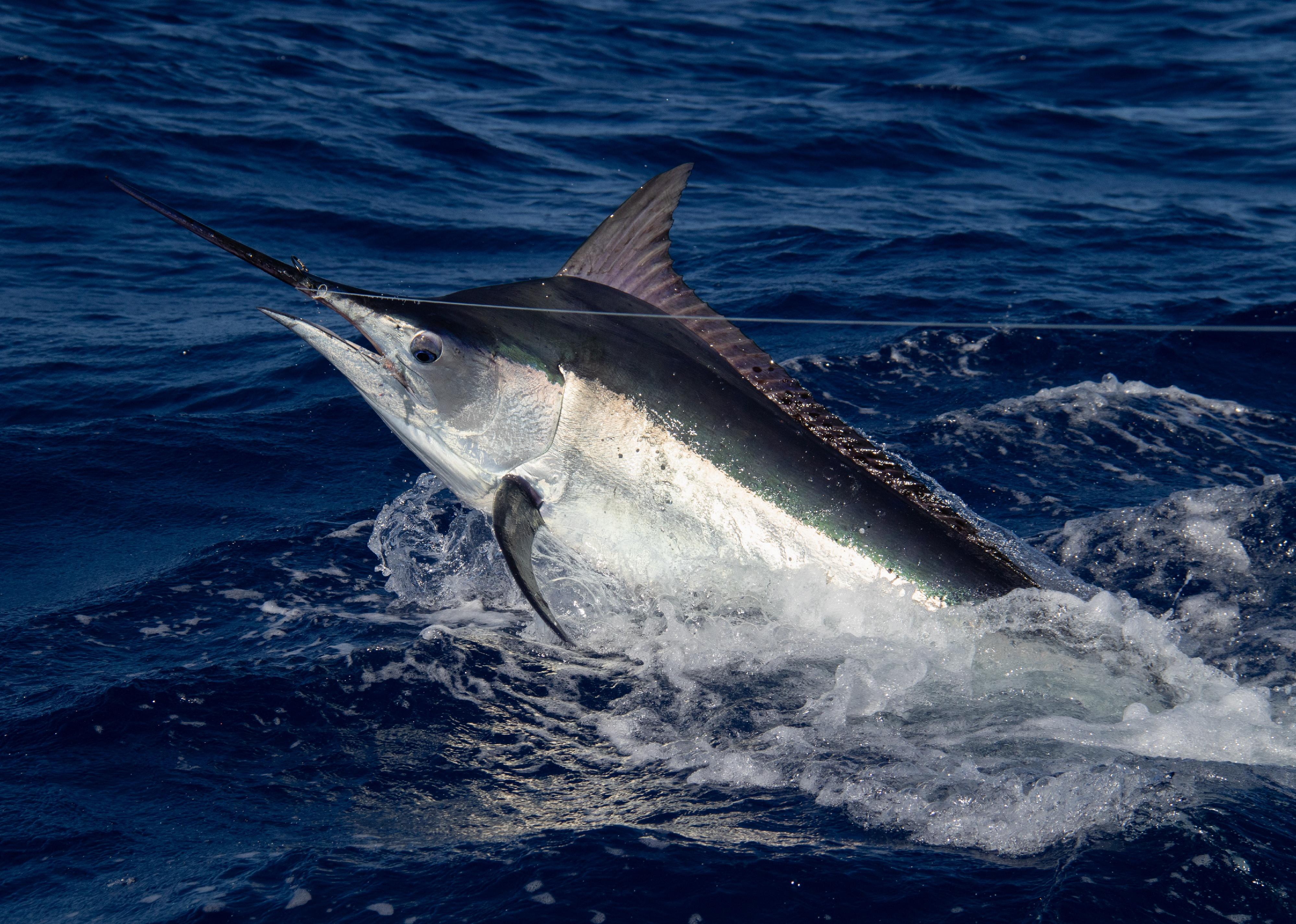 Black Marlin jumping out of the water.