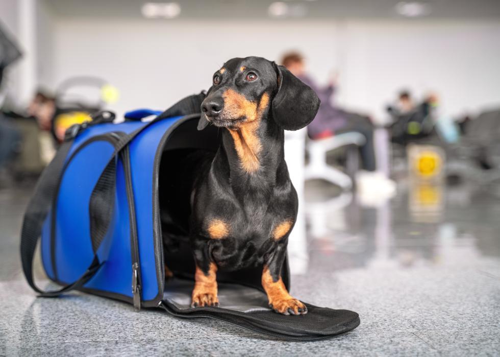 Dachshund sits in blue pet carrier in airport.