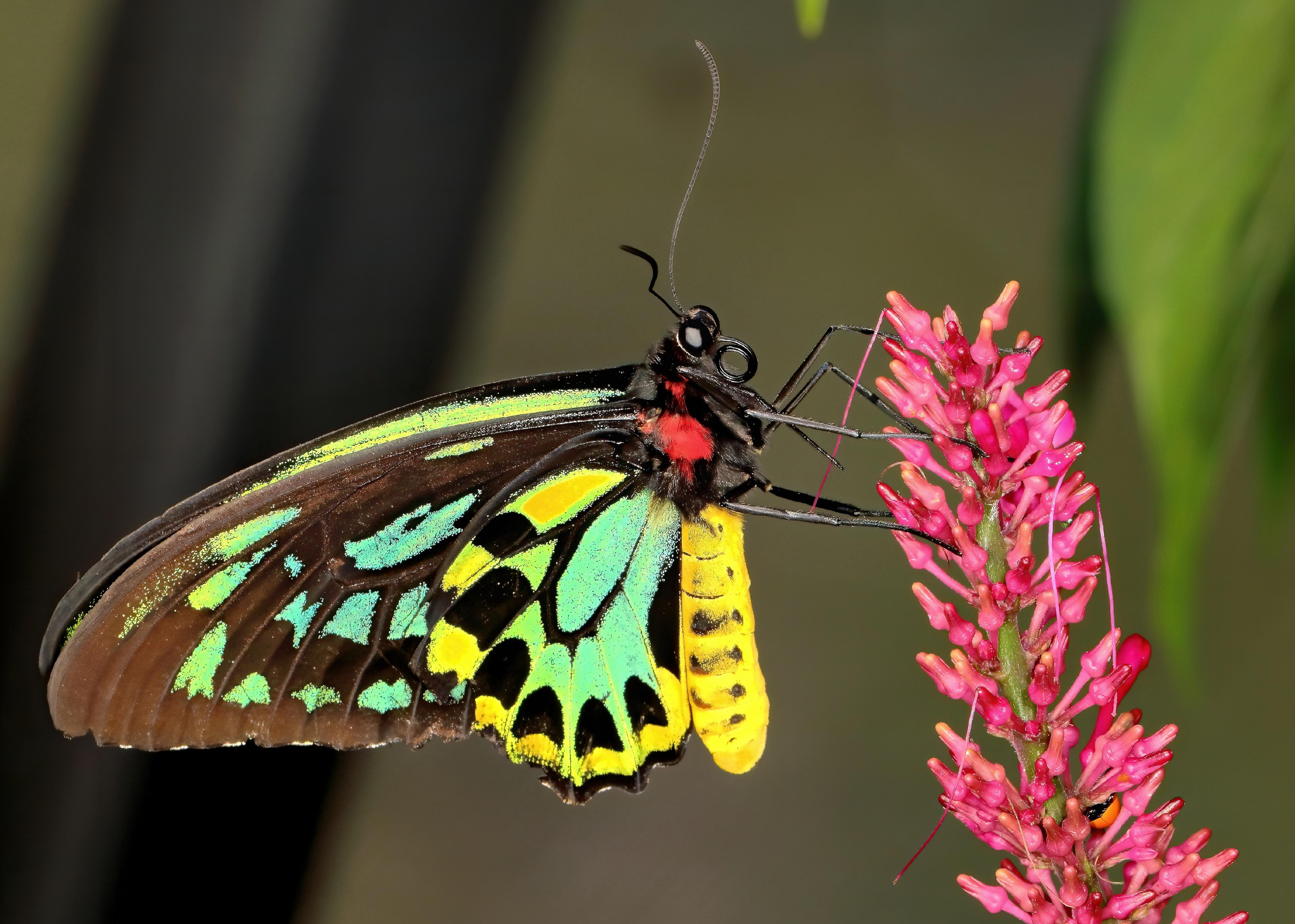 Close-up of a Queen Alexandra's birdwing butterfly.