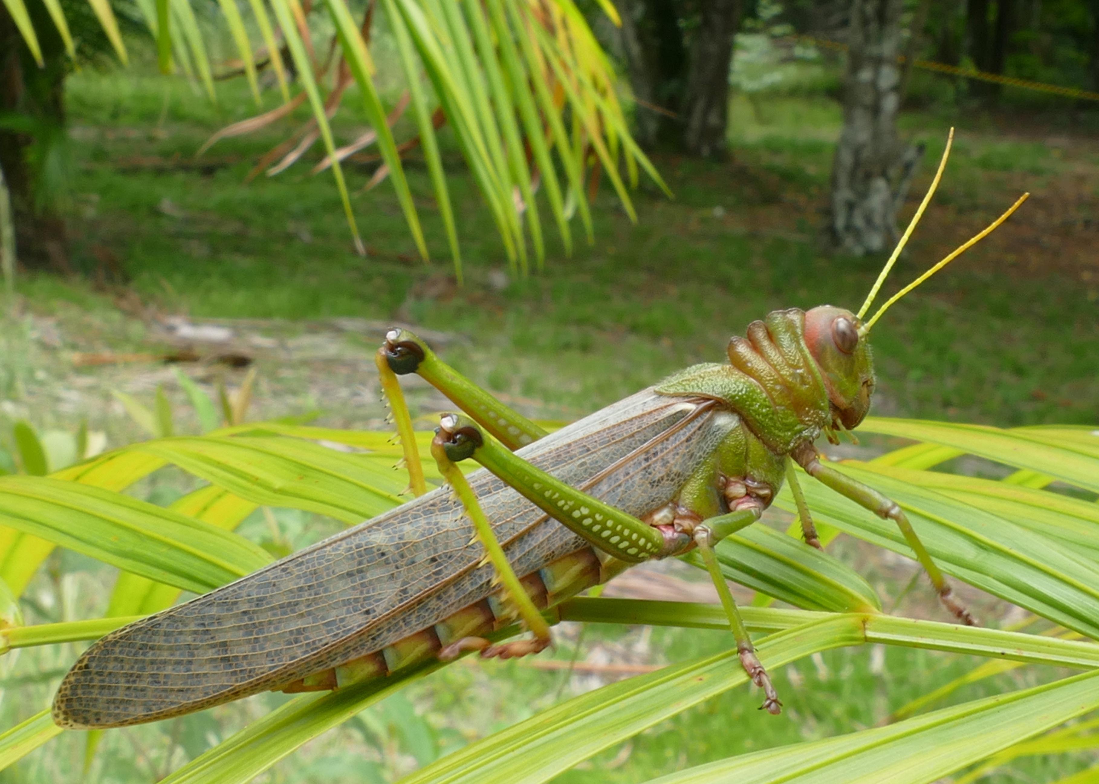 Giant South American grasshopper on green leaves.