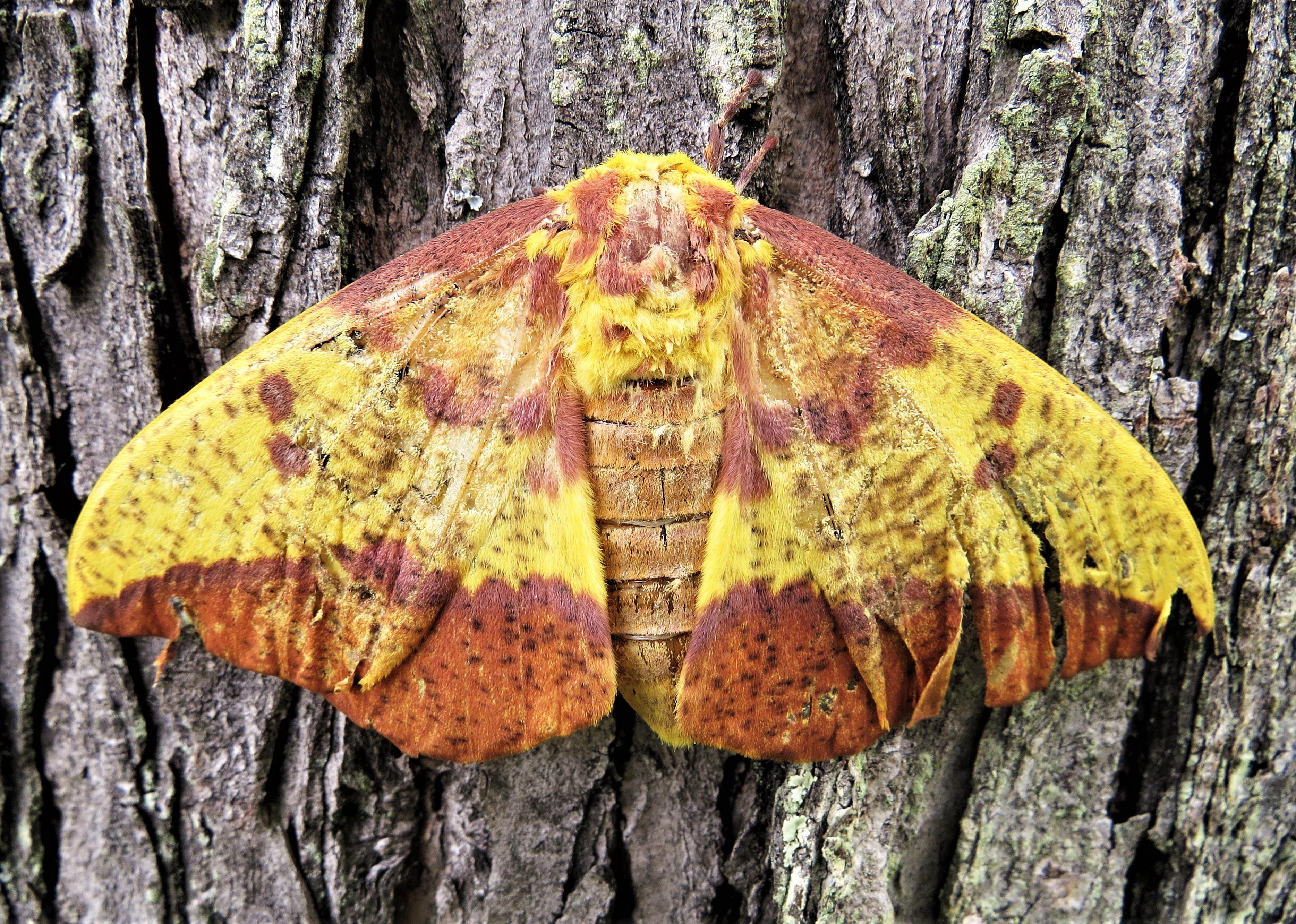 Large yellow-and-brown-red imperial moth clinging to the bark of a tree.