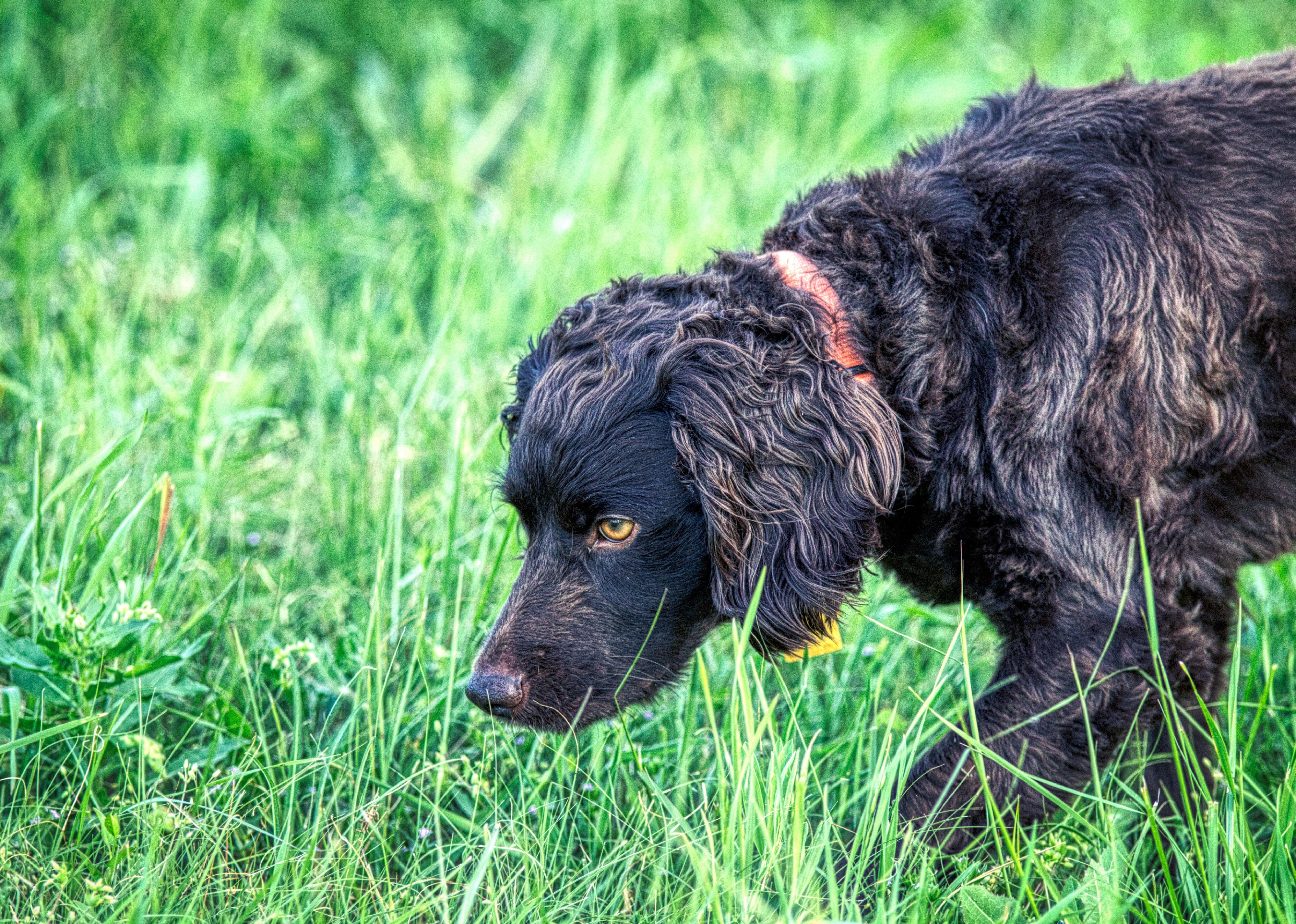 Boykin Spaniel sniffing and looking in grass.