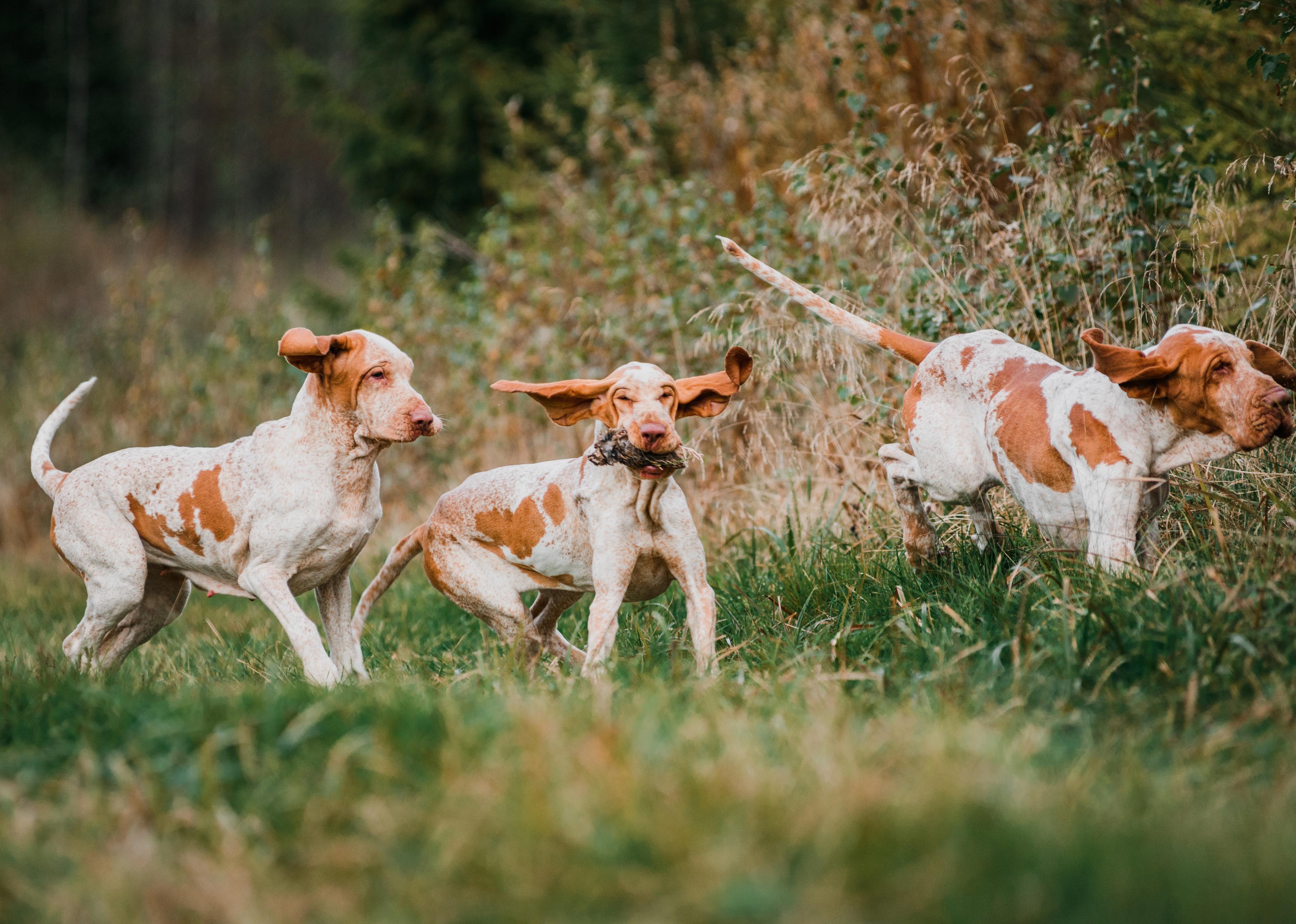 Three Bracco Italiano pointer hunting dogs fowling partridge.