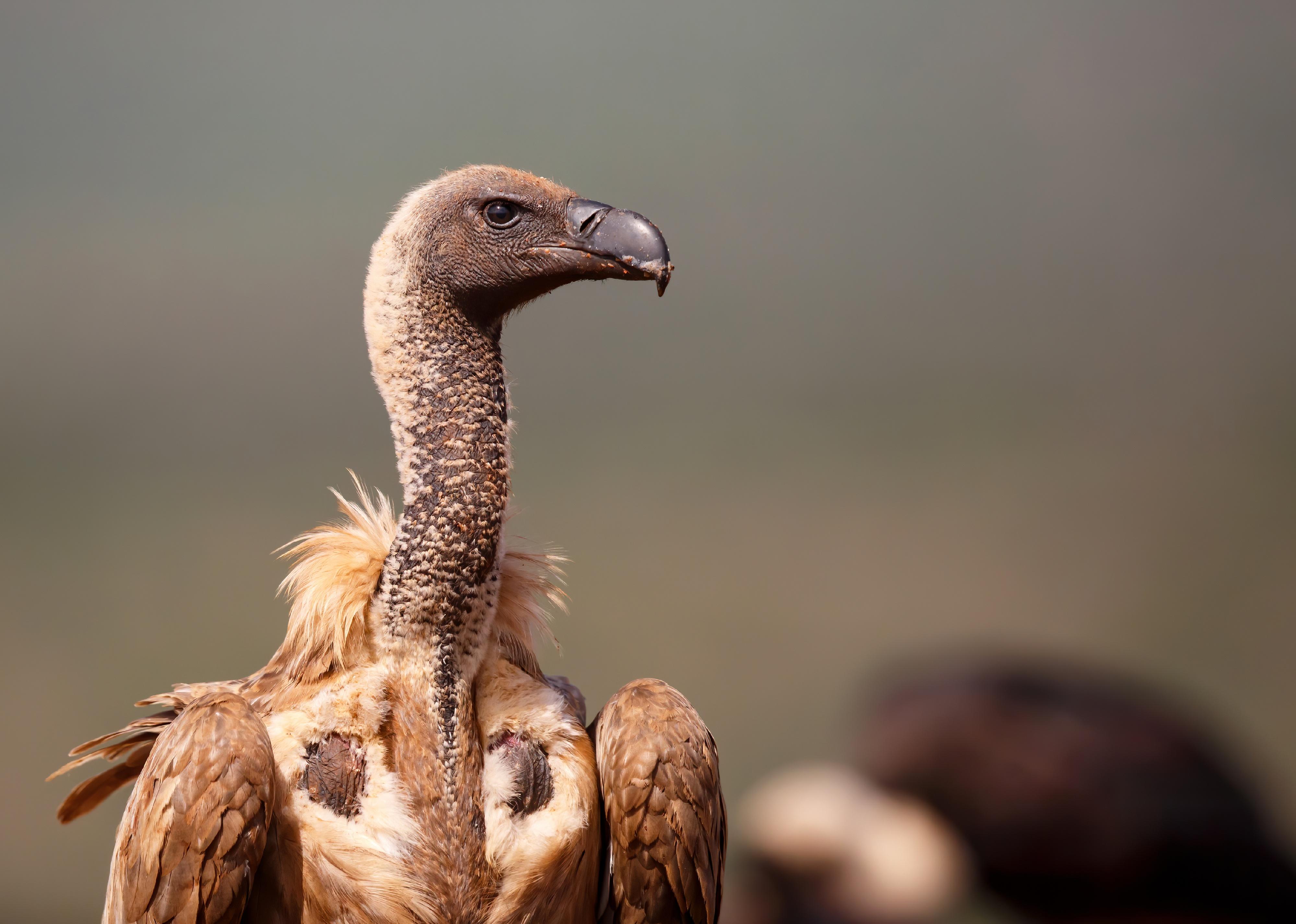 Portrait of a White-Backed Vulture looking around in a Game Reserve.