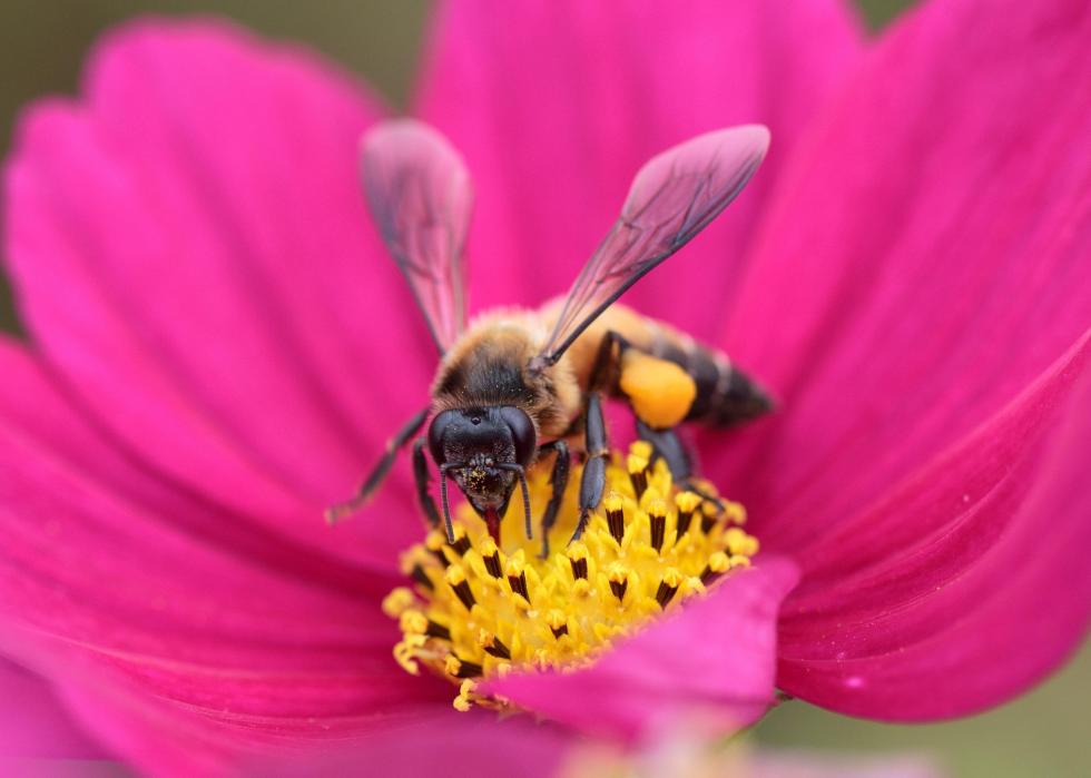 From Honeybees to Honey Possums: 20 Facts About Pollination | Stacker