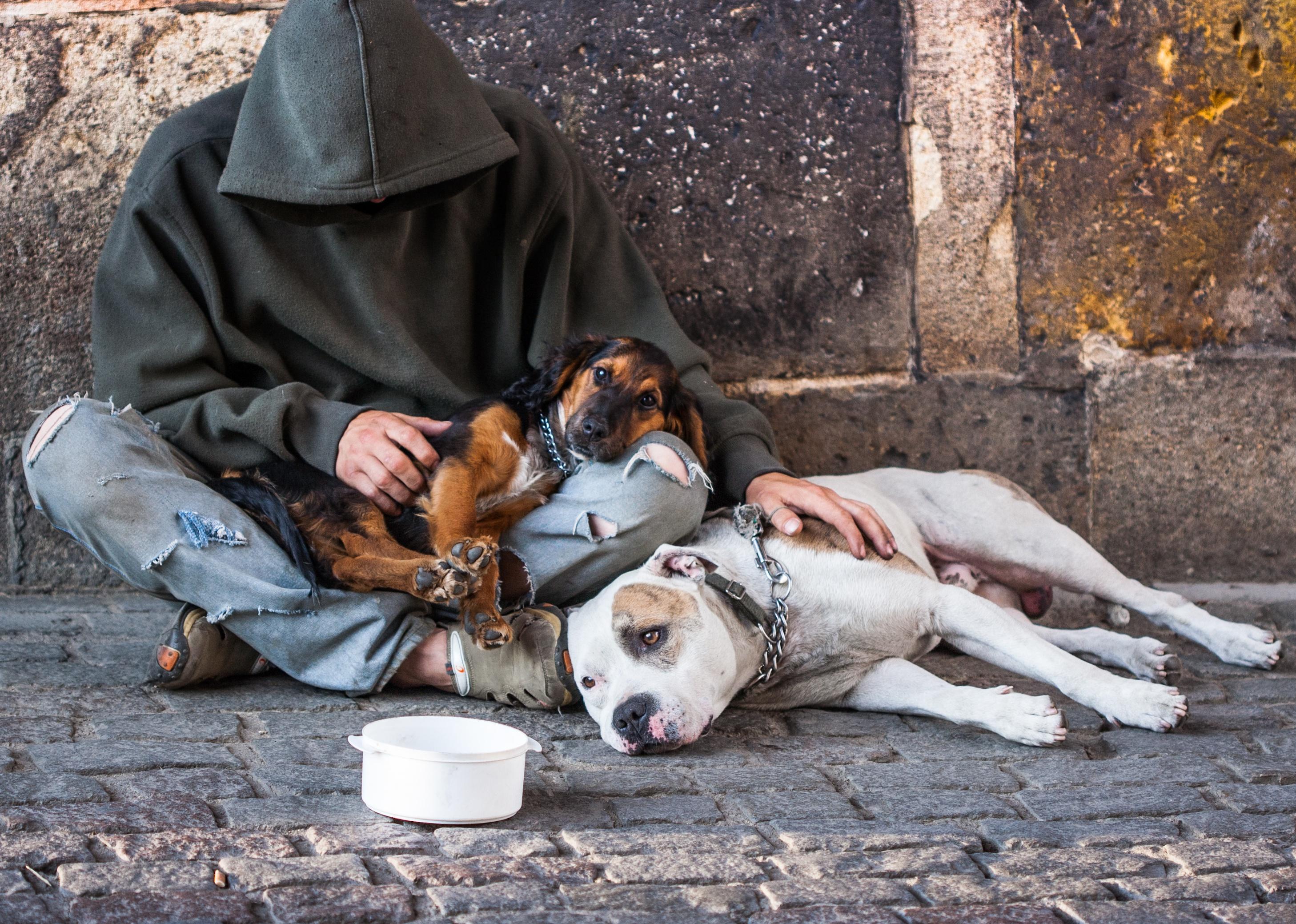 Homeless man with two dogs on the street.