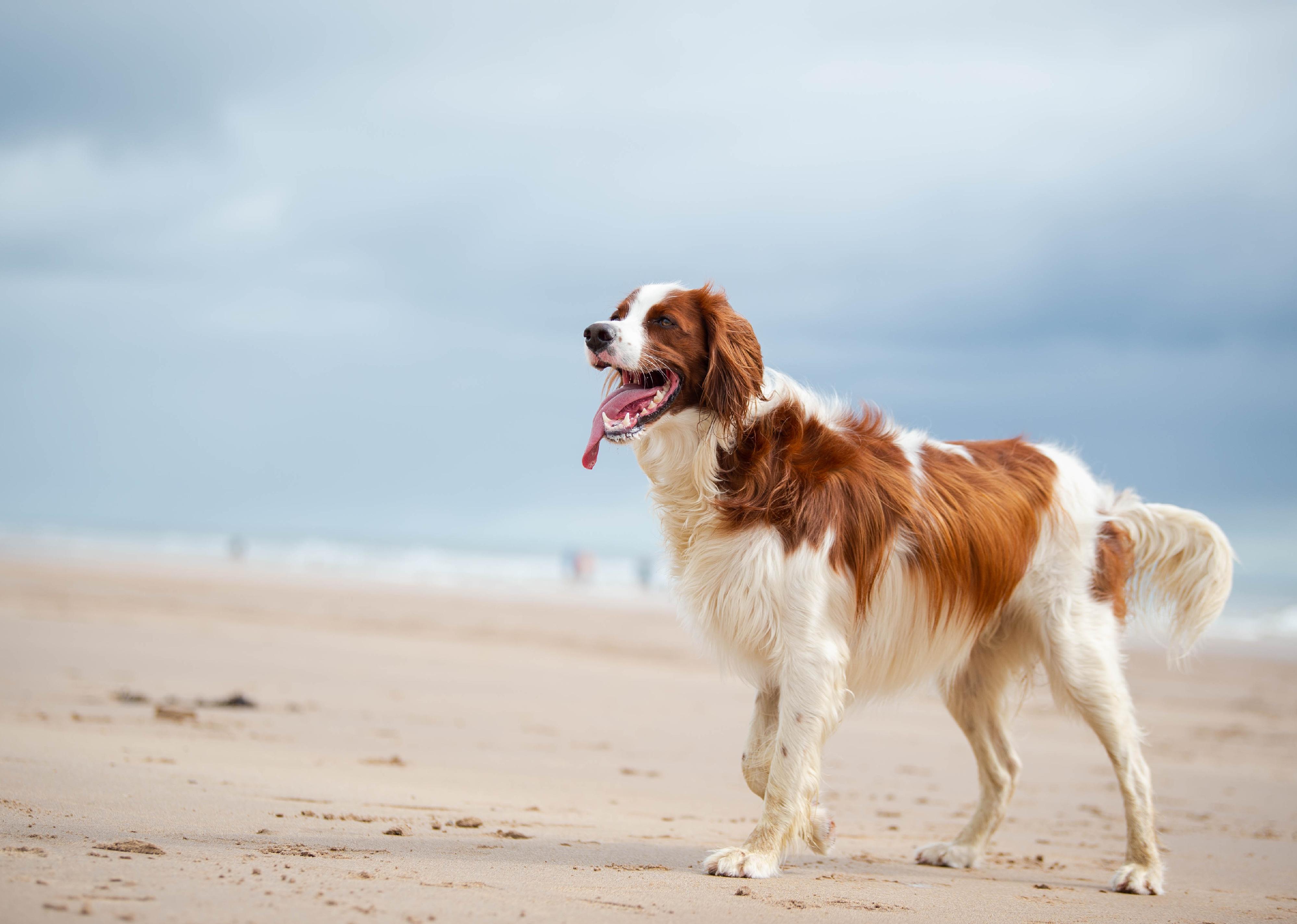 Irish red and white setter at the park and the beach.