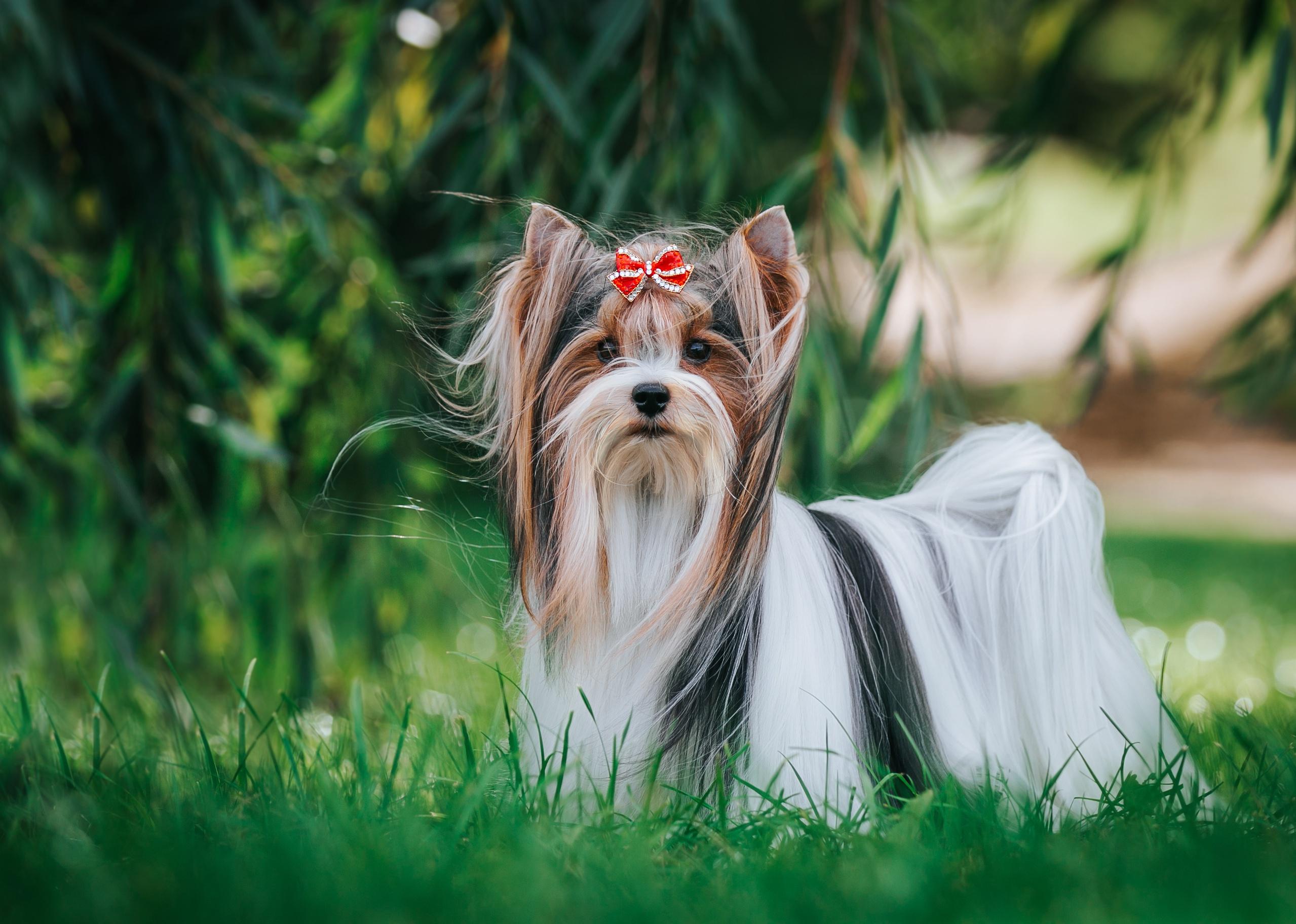 A Biewer terrier puppy standing in green grass.