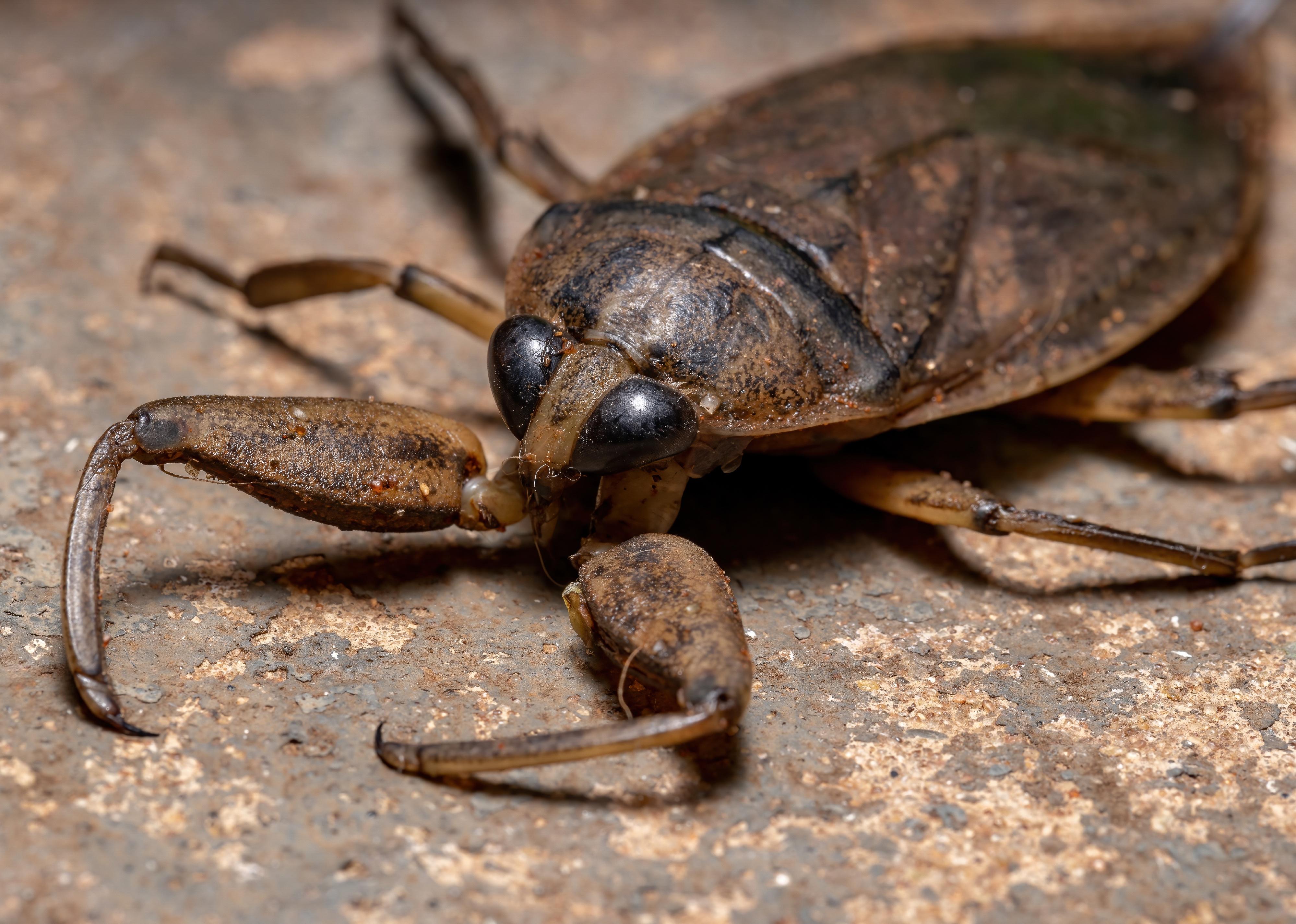 Close-up of giant water bug.