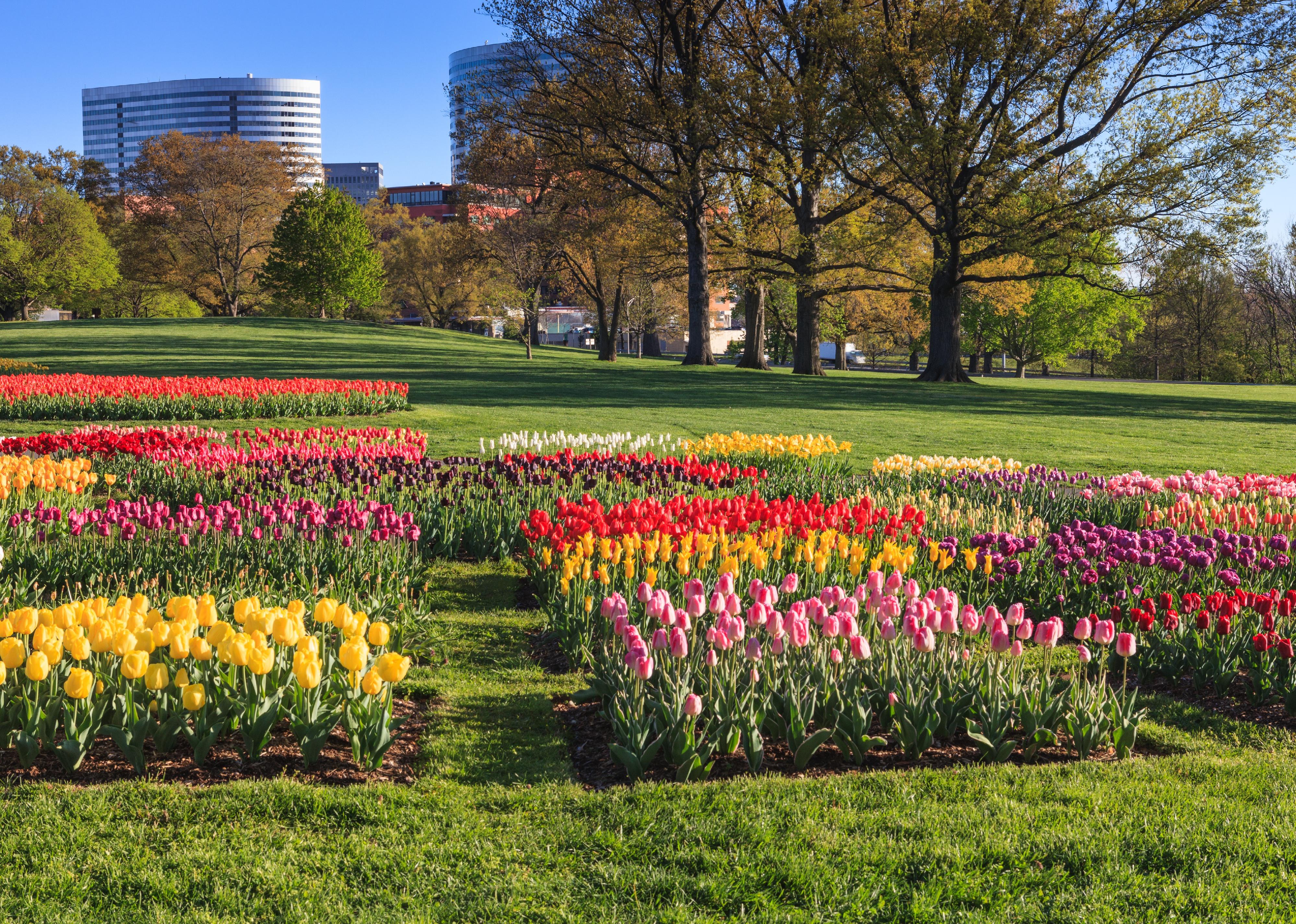 View of the tulip gardens at Arlington Ridge Park.