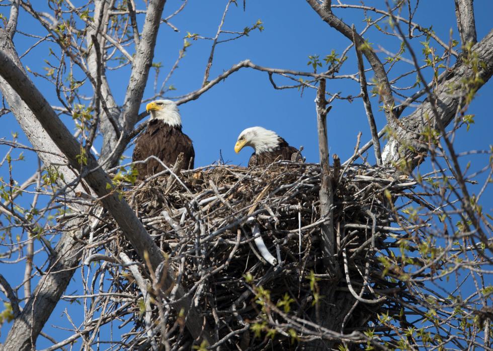 Two adult bald eagles perched on a nest.