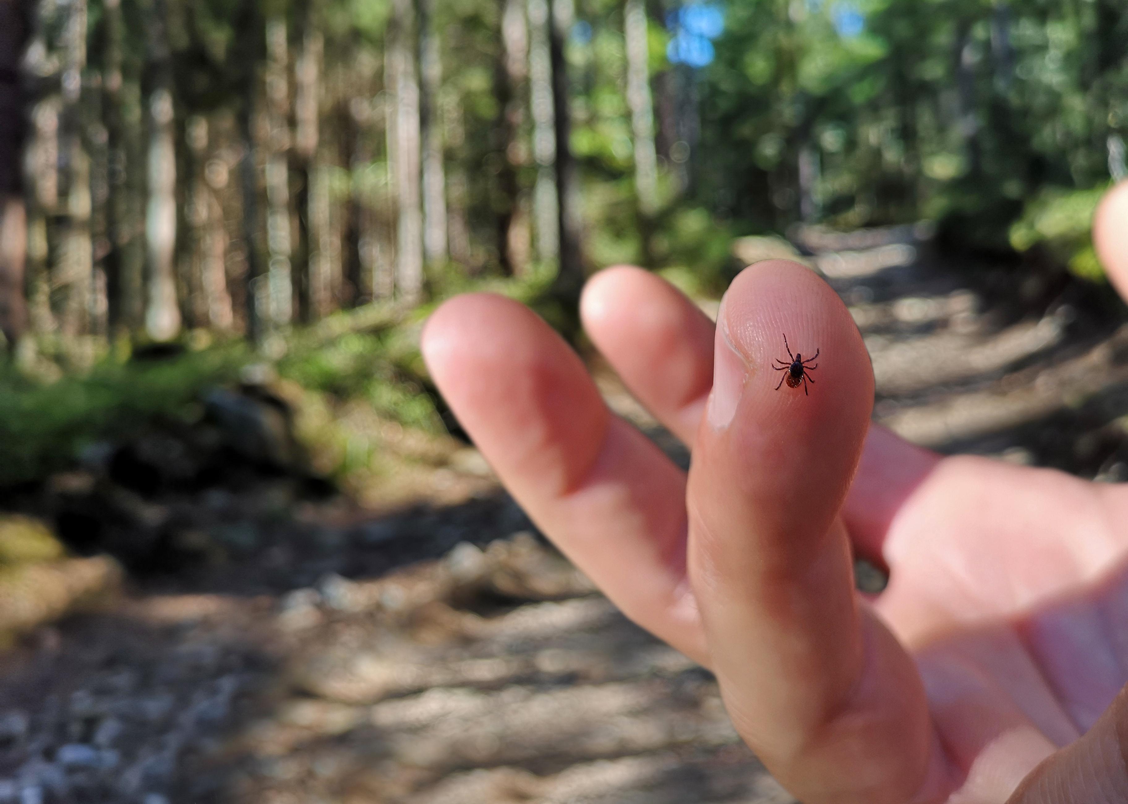 A tick is sitting on the finger of man in forest on hiking path.