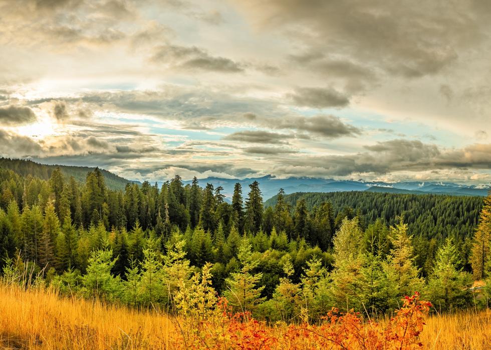 McClellan Overlook in Gifford Pinchot National Forest.