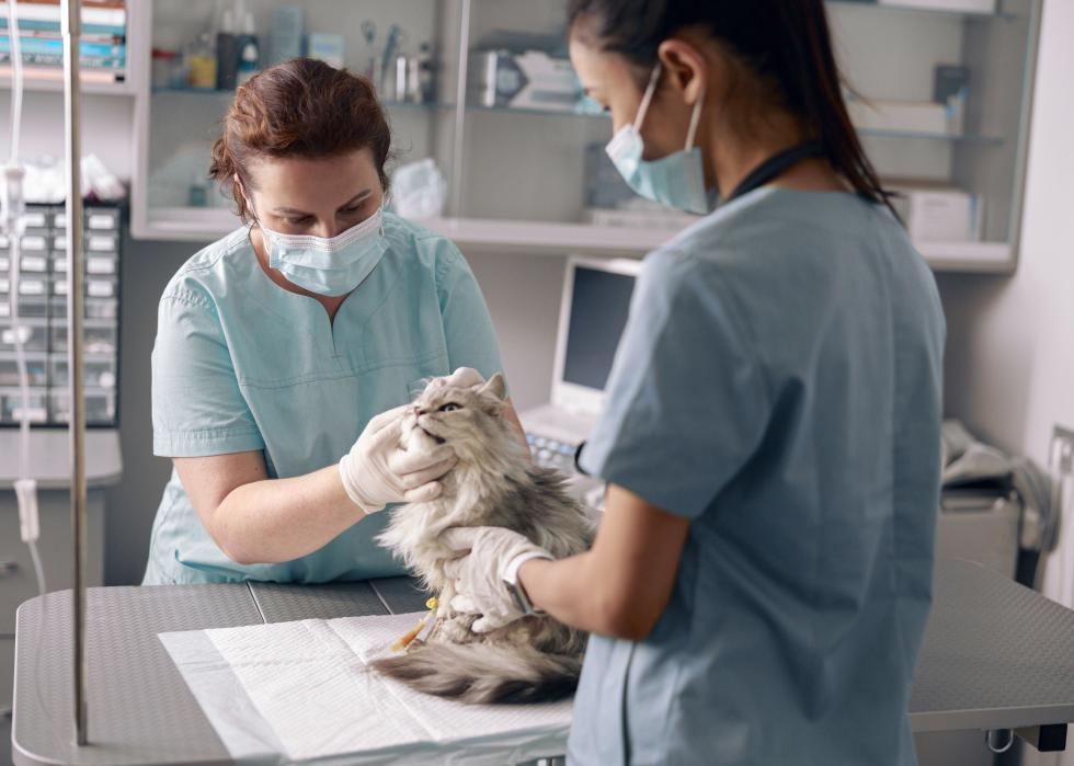 Veterinarian and an assistant in masks examine the ear of a gray cat on a table in a vet's office.