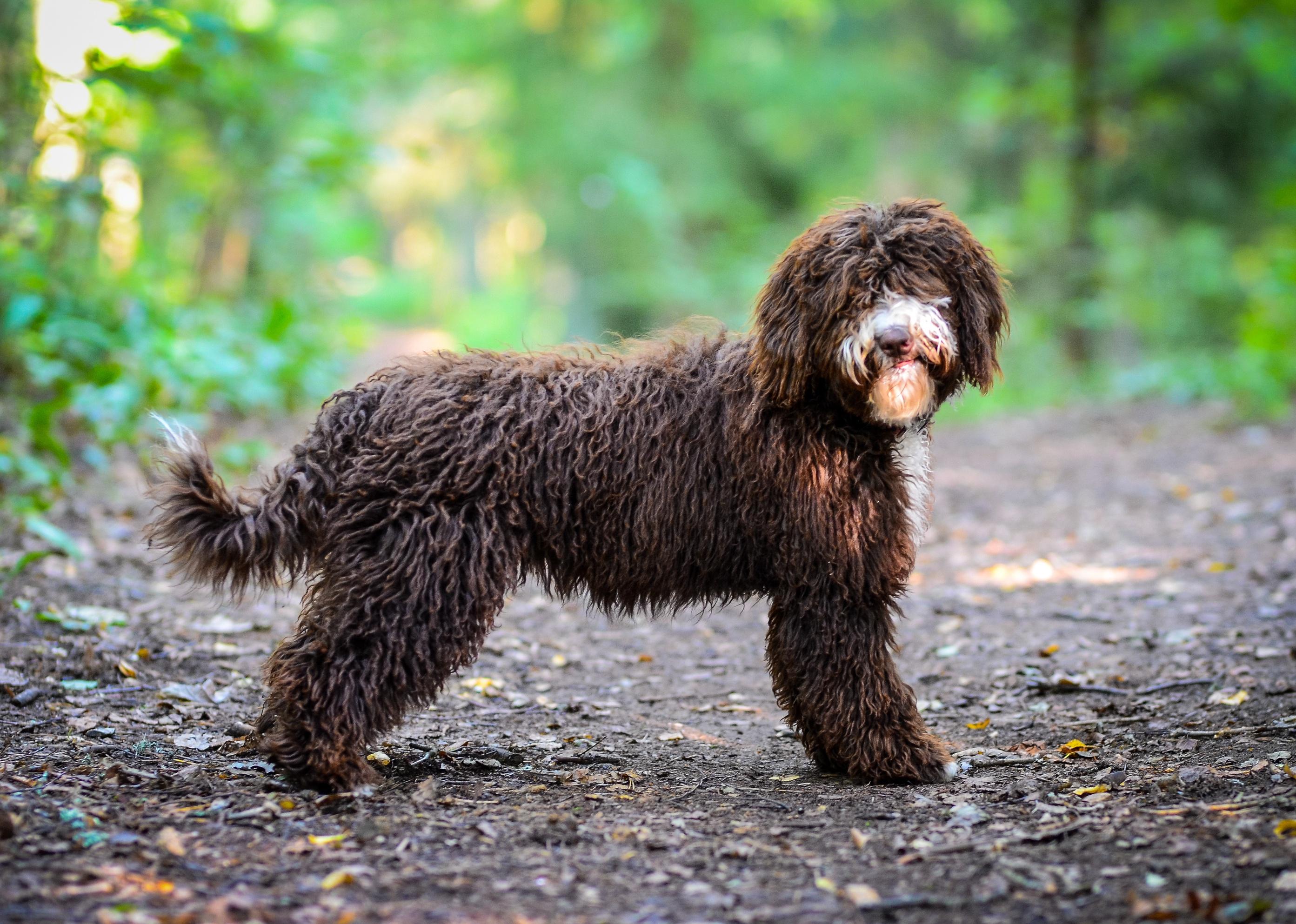 Spanish Water Dog puppy in the forest.