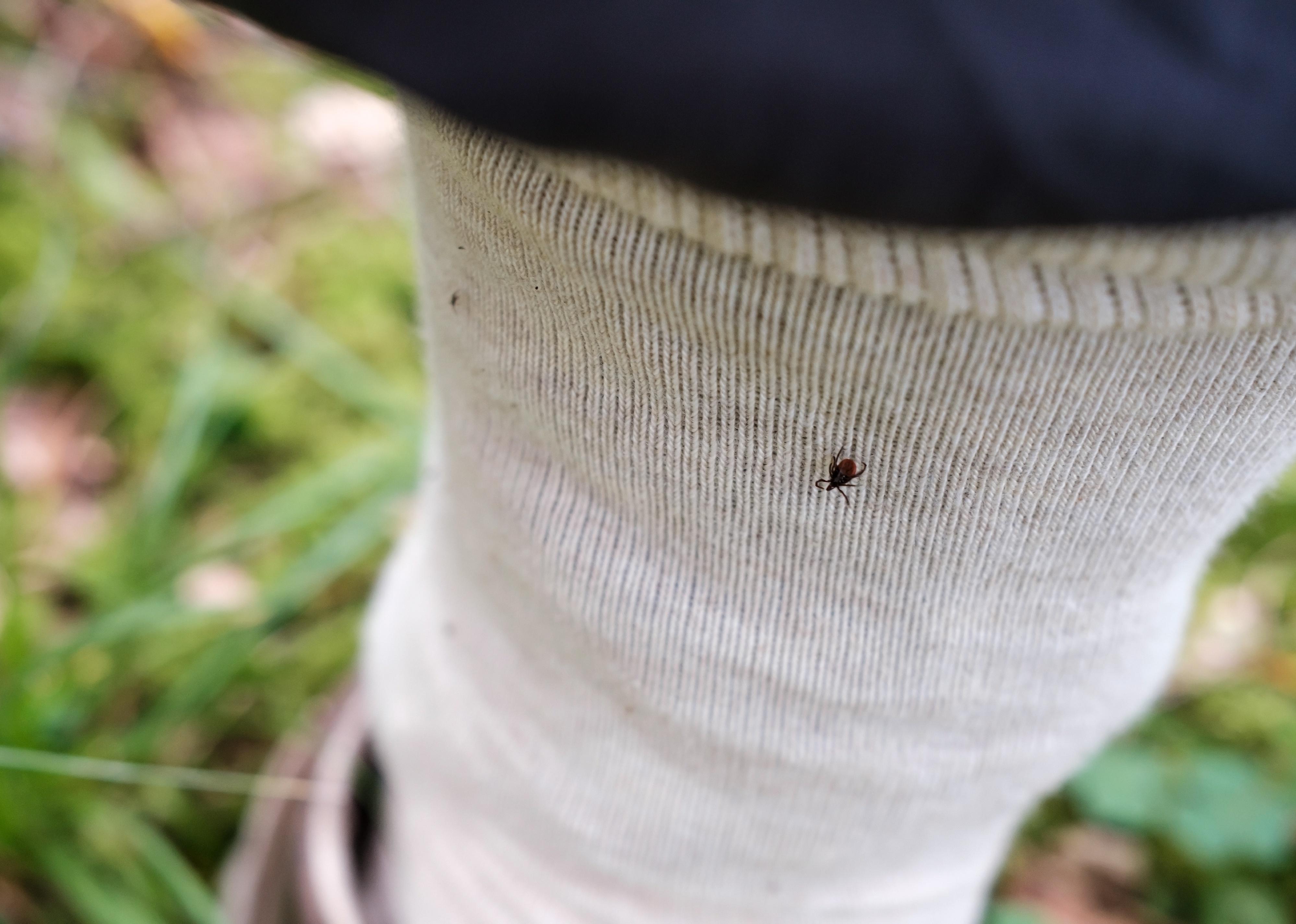 A tick sits on light-colored socks.