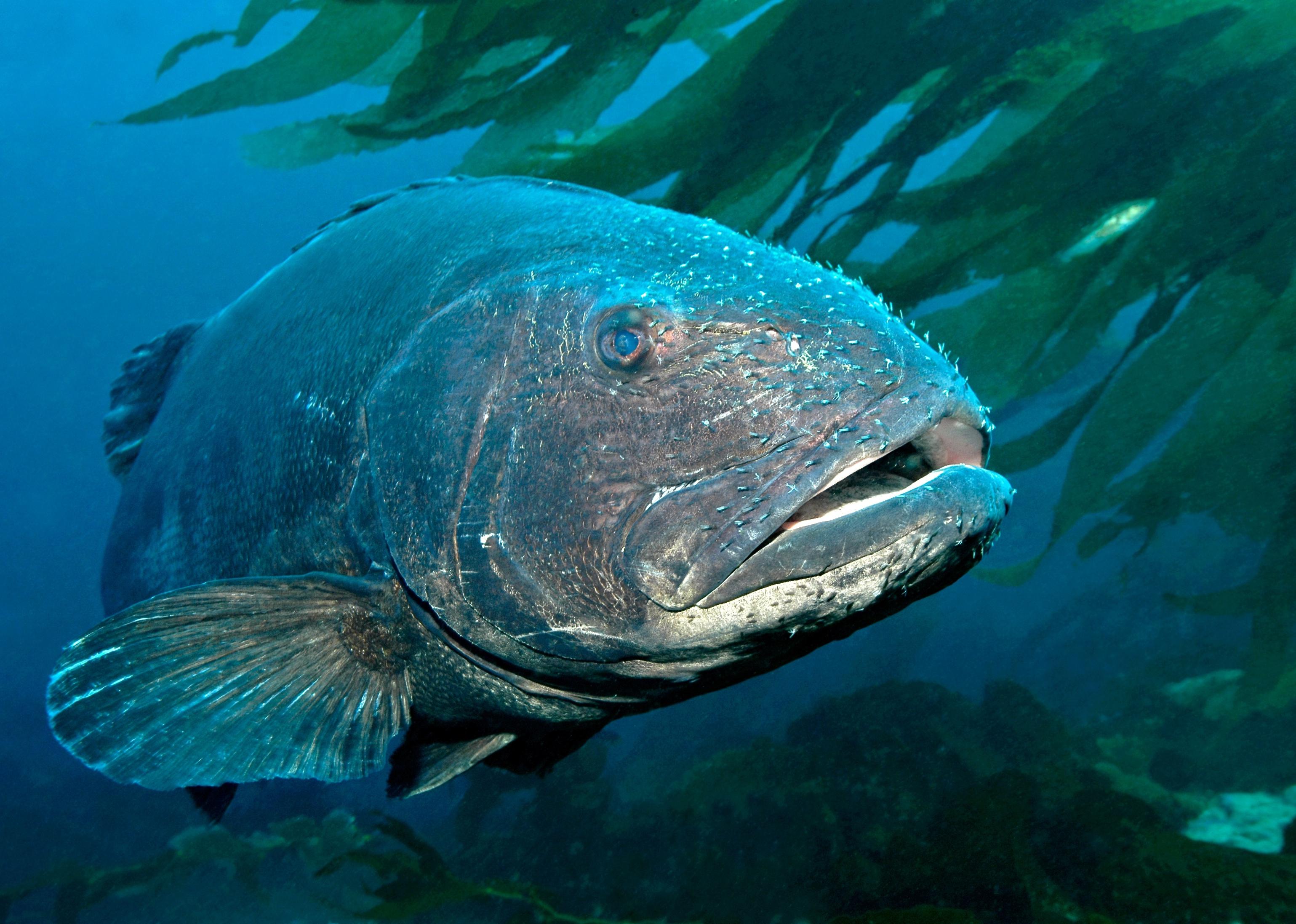 A rare giant black seabass with parasites attached to its head swims.