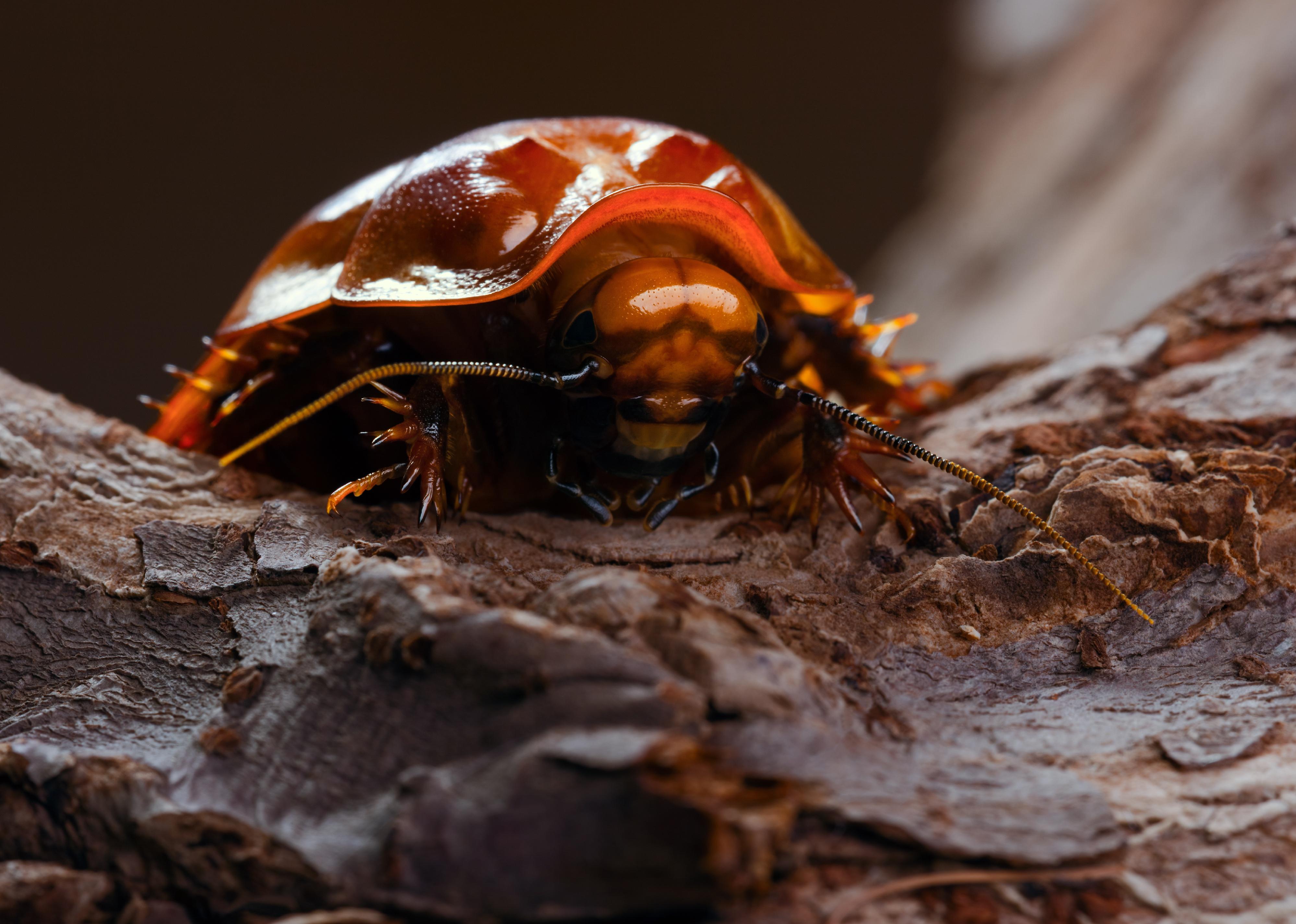 Close-up of giant burrowing cockroach on tree bark.