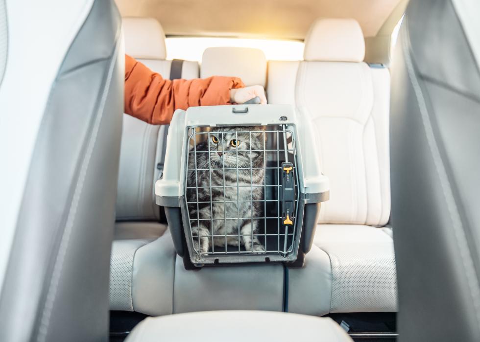 Cat in a carrier on a back seat of modern car.