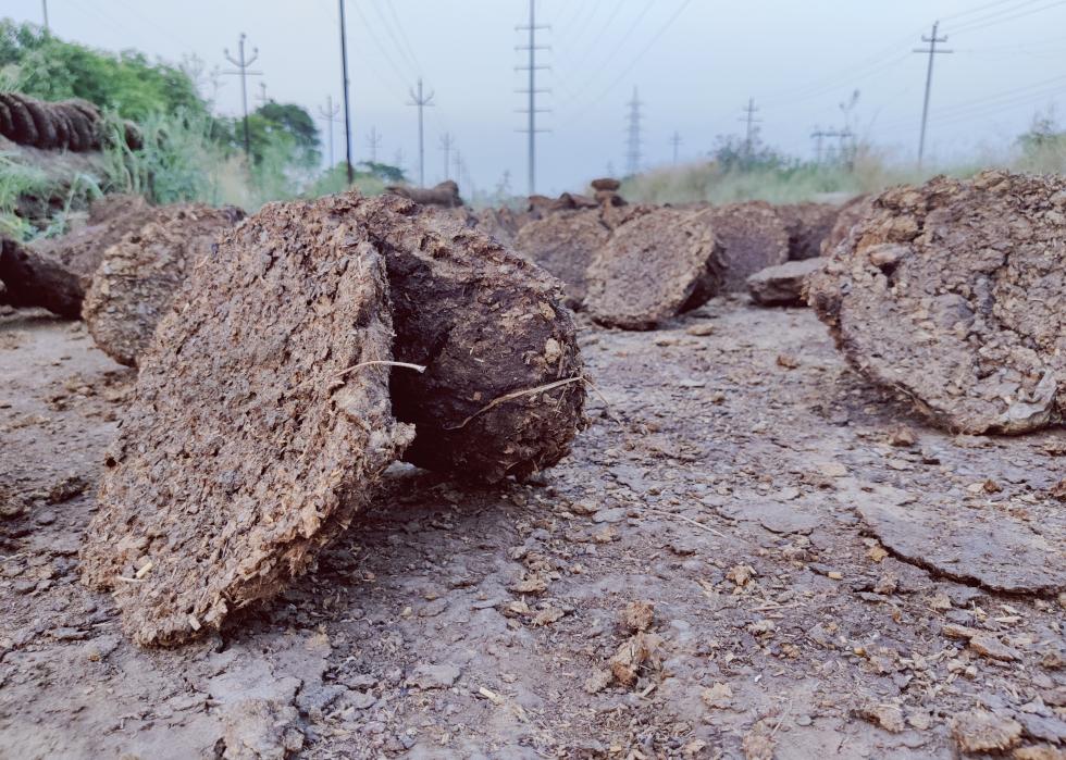 Cow chips stacked in nature along a dusty path.