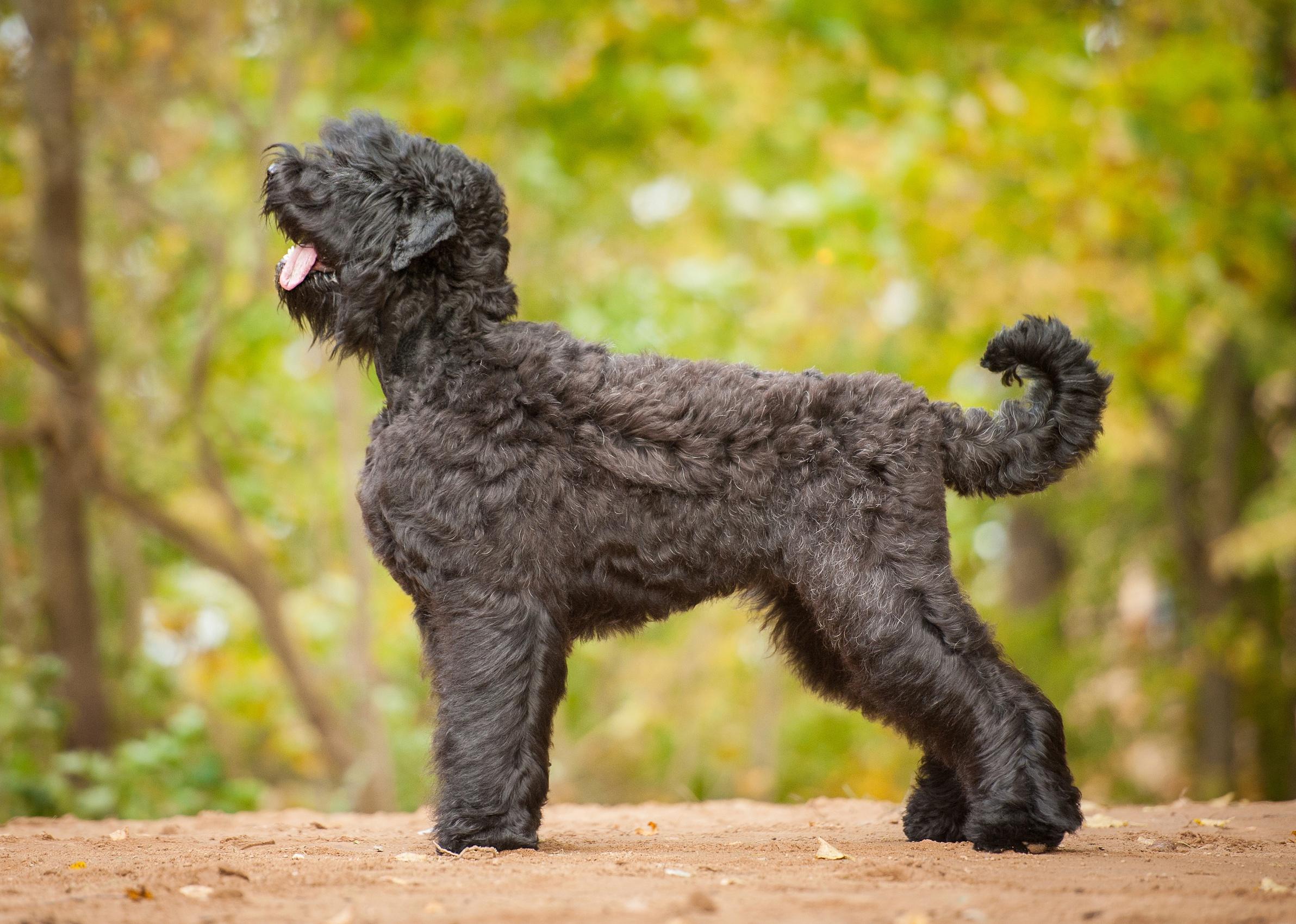 Black russian terrier with autumn background.