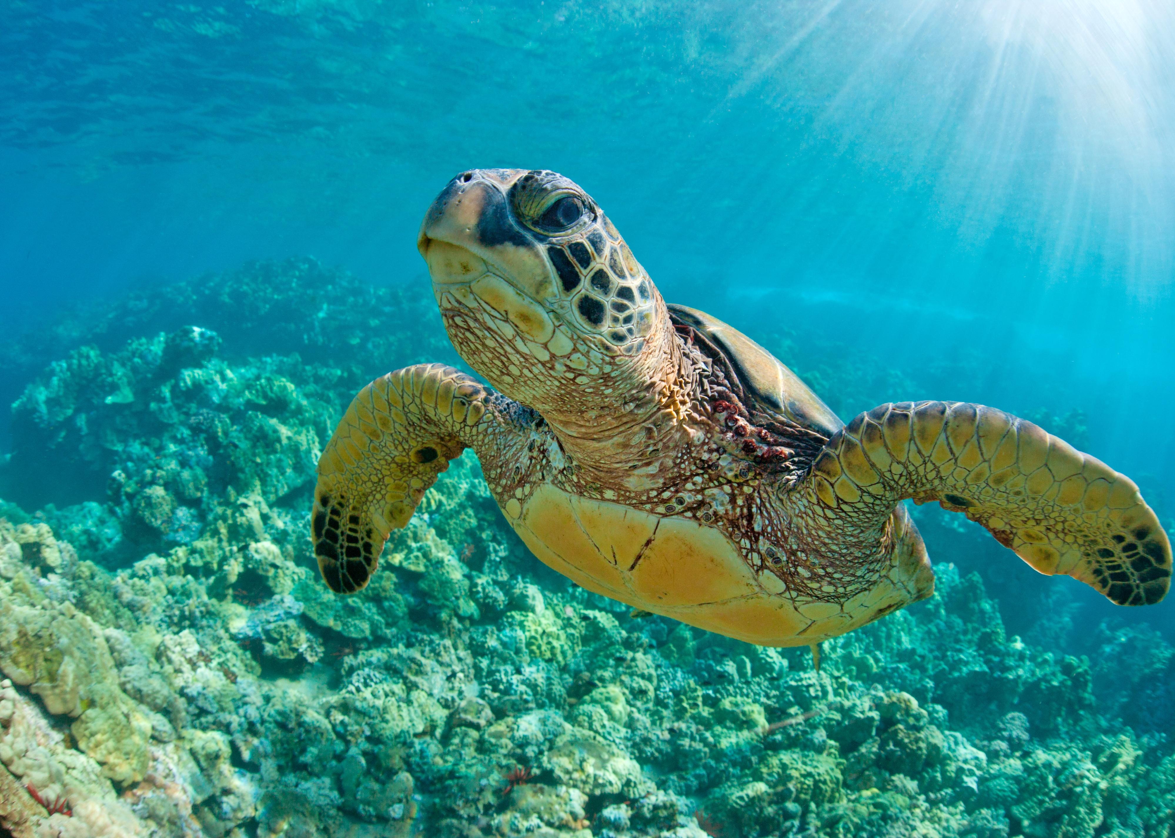 Sea turtle close up over coral reef in Hawaii.