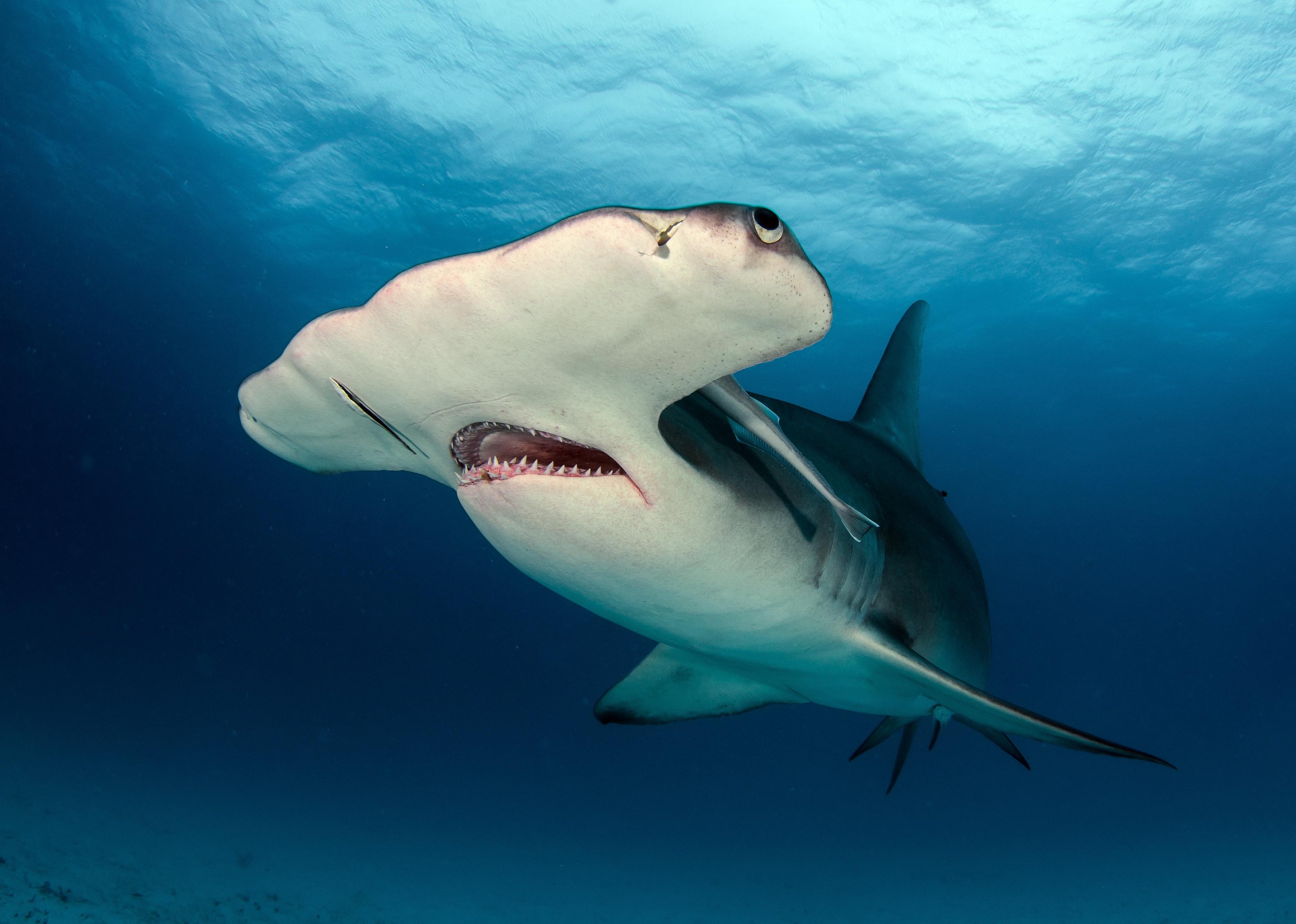 Great Hammerhead Shark underwater.