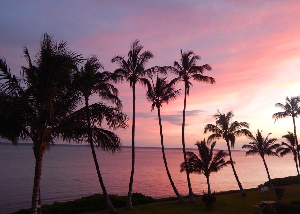 Pink sunset behind palm trees.