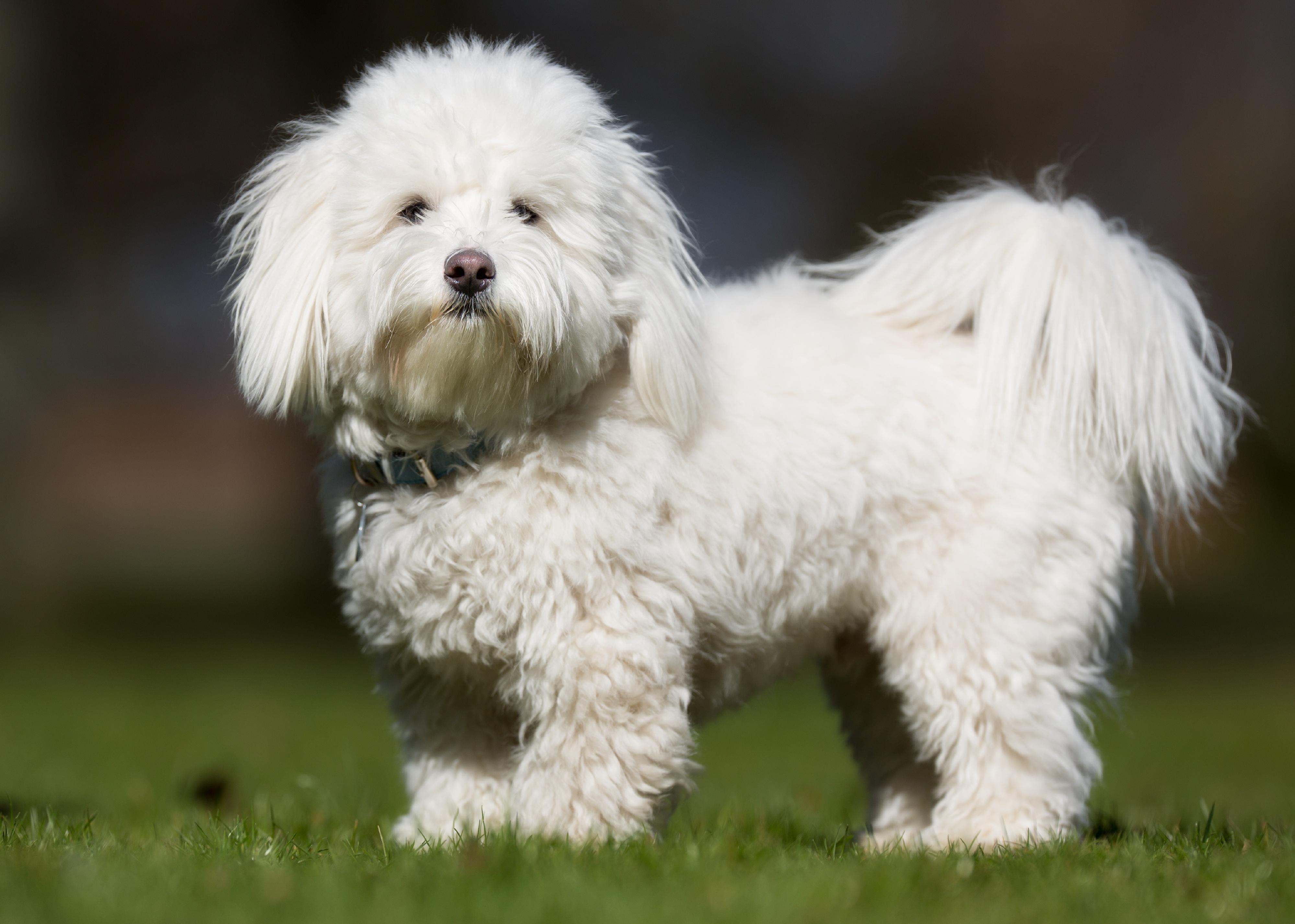 A Coton de Tulear dog without leash outdoors on a sunny day.