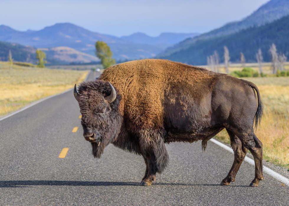 A large male bison blocking a road