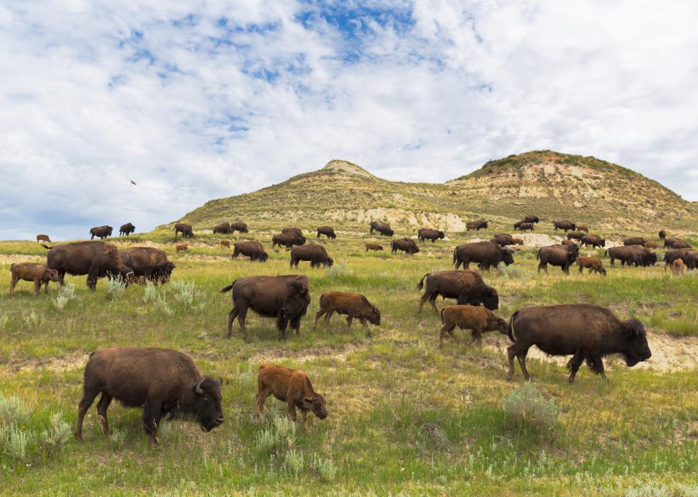 North Dakota bison herd grazing