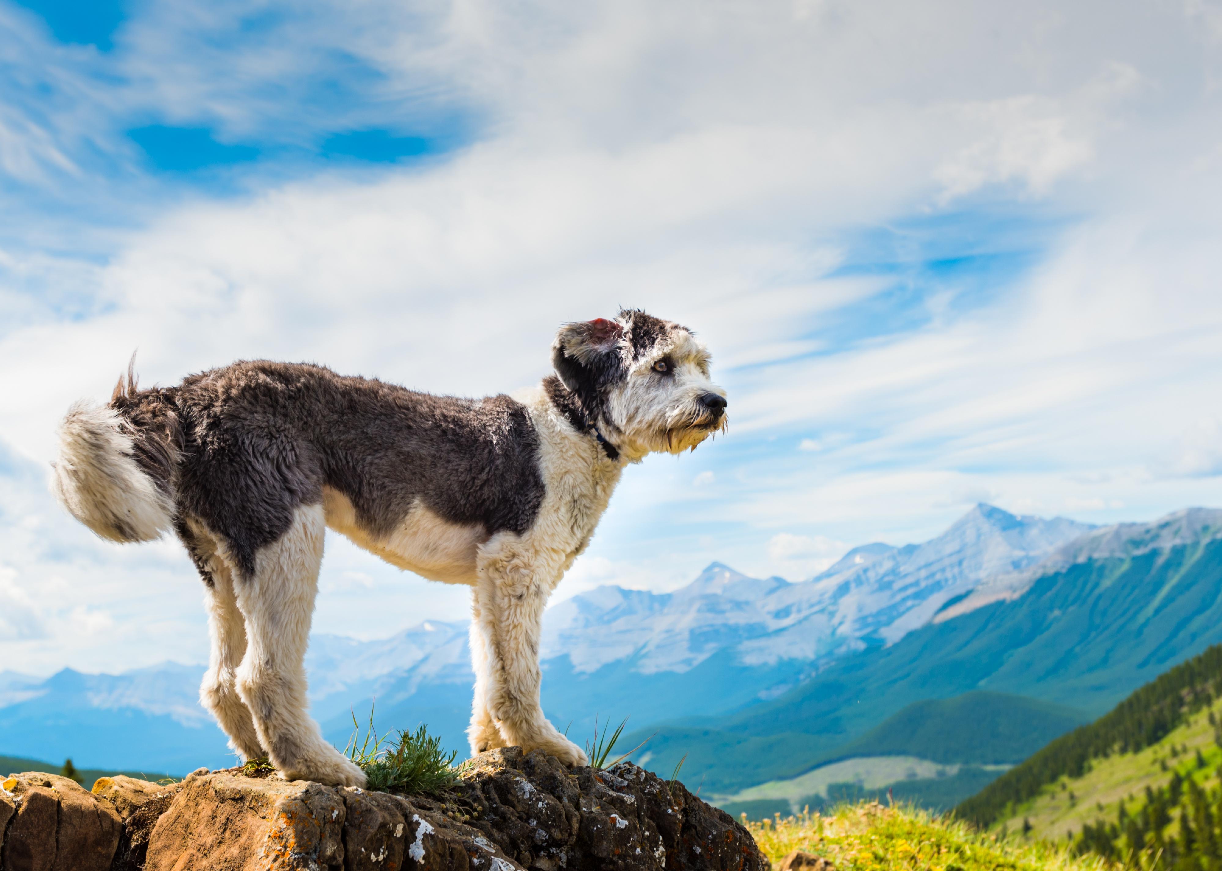 A Polish Lowland Sheepdog standing on a rock.