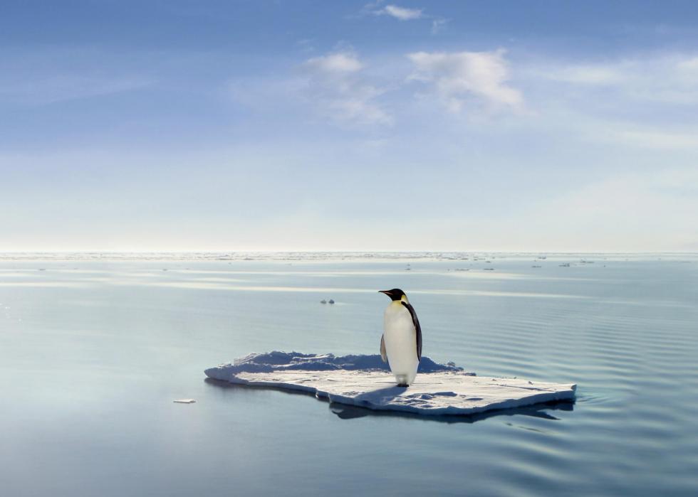 Pingouins :25 faits fascinants sur ces amis incapables de voler 
