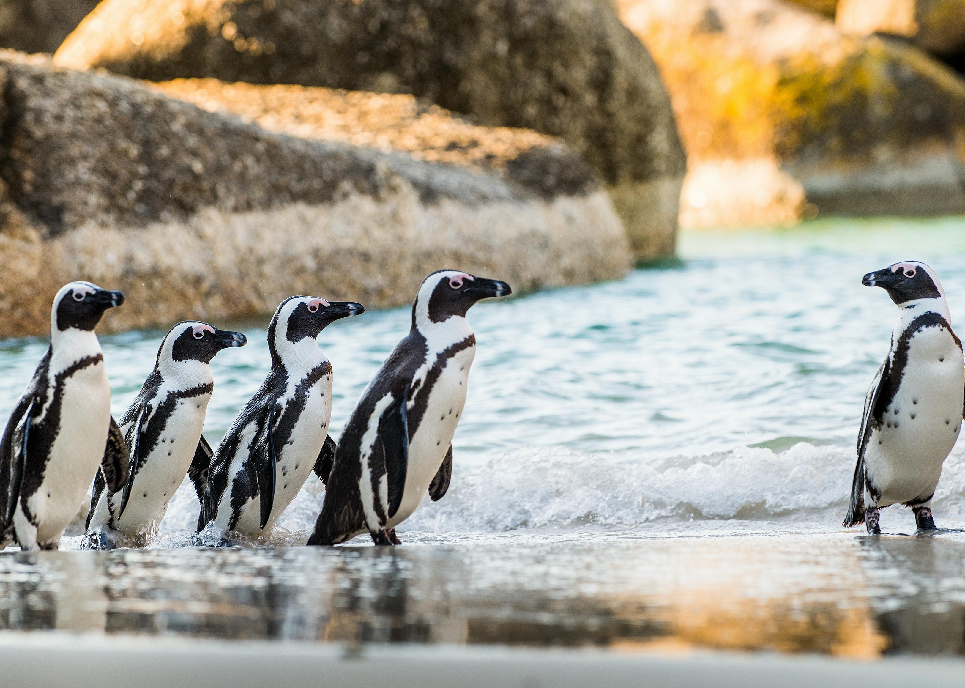 African penguins on the sandy beach.