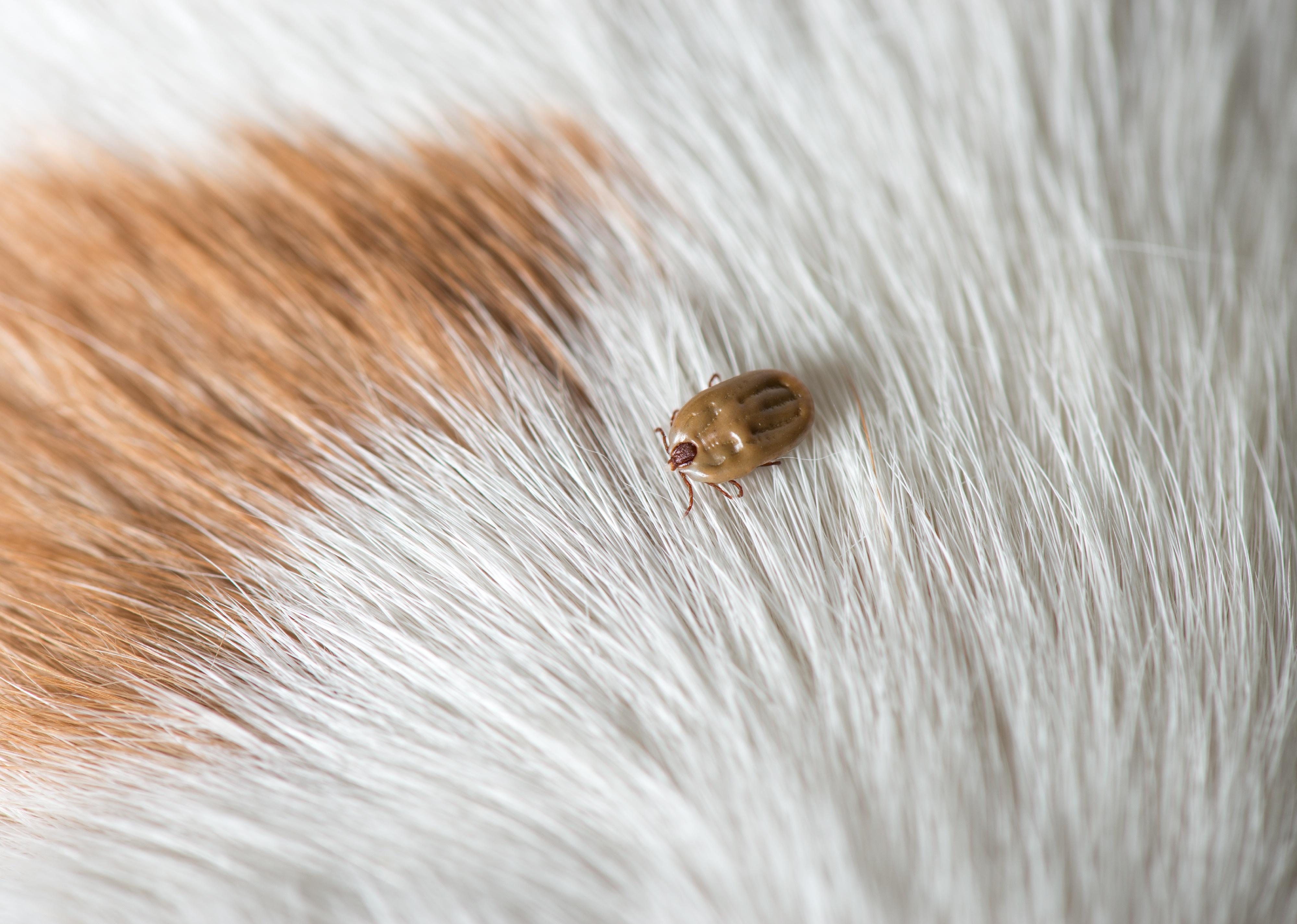 A tick on a dog's white fur.