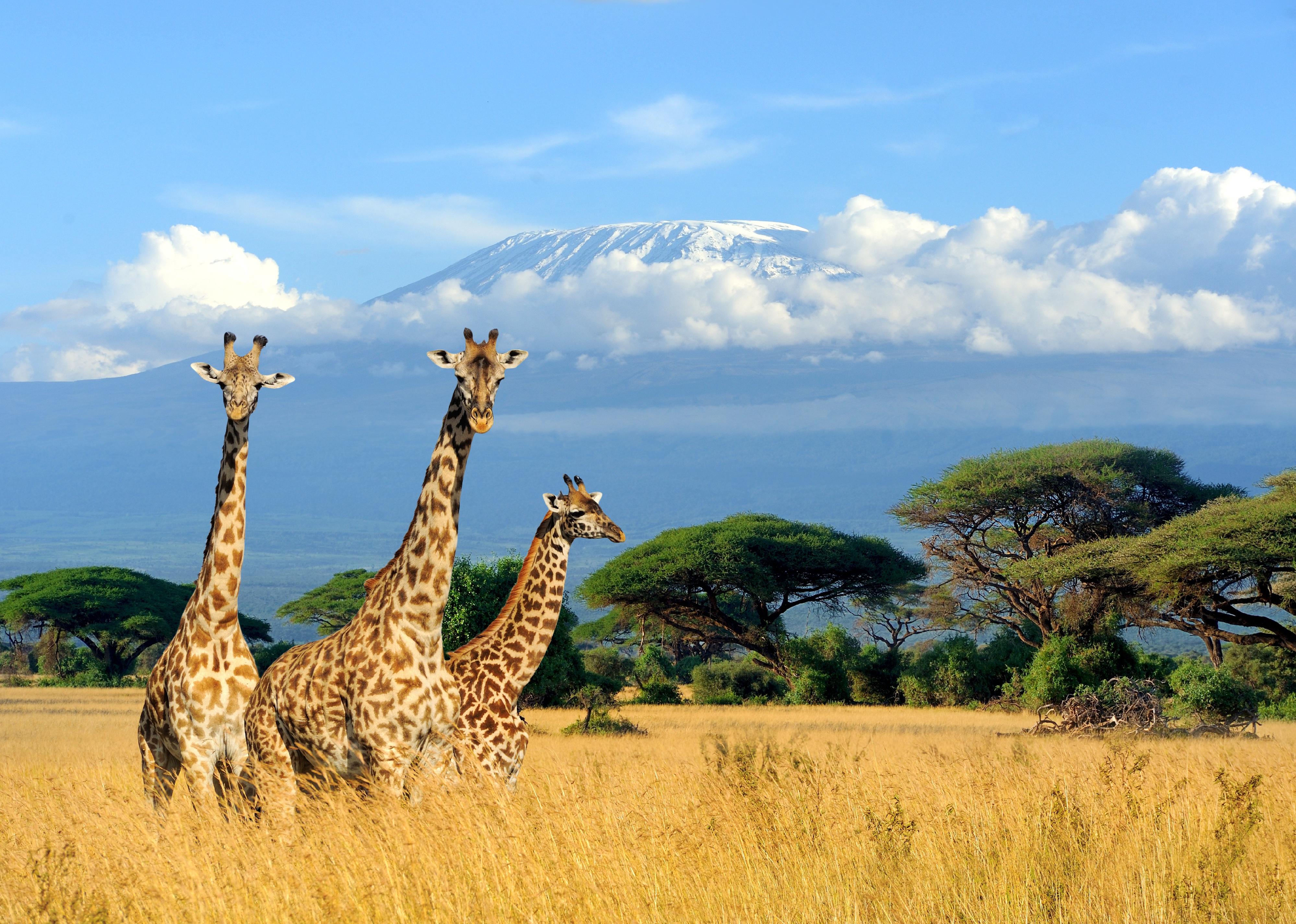 Three giraffe on Kilimanjaro mount background in National park of Kenya, Africa.