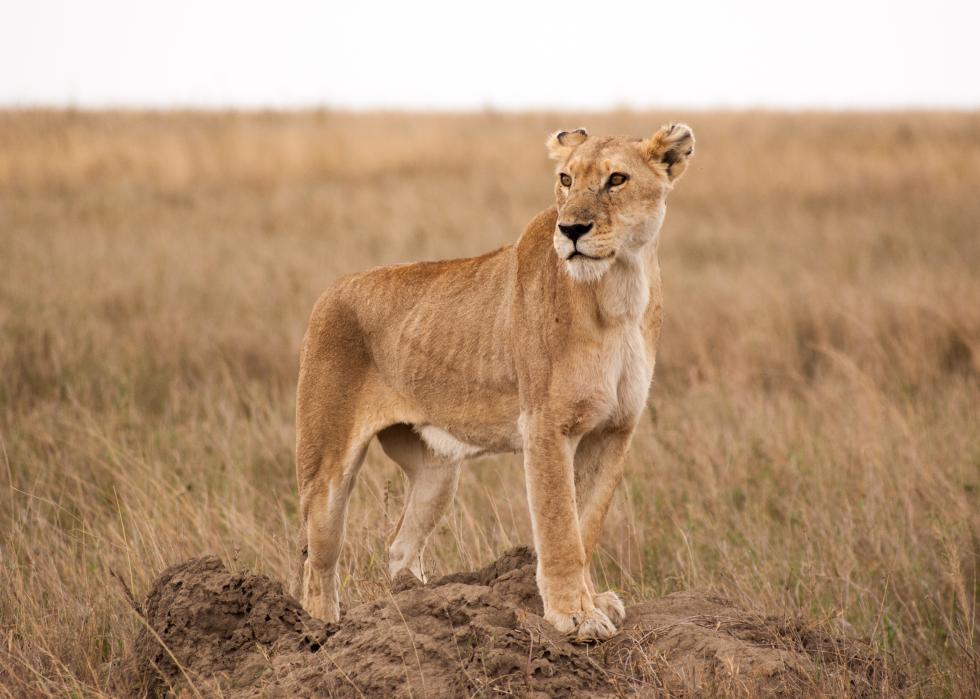 A lioness watching over grassy plains.
