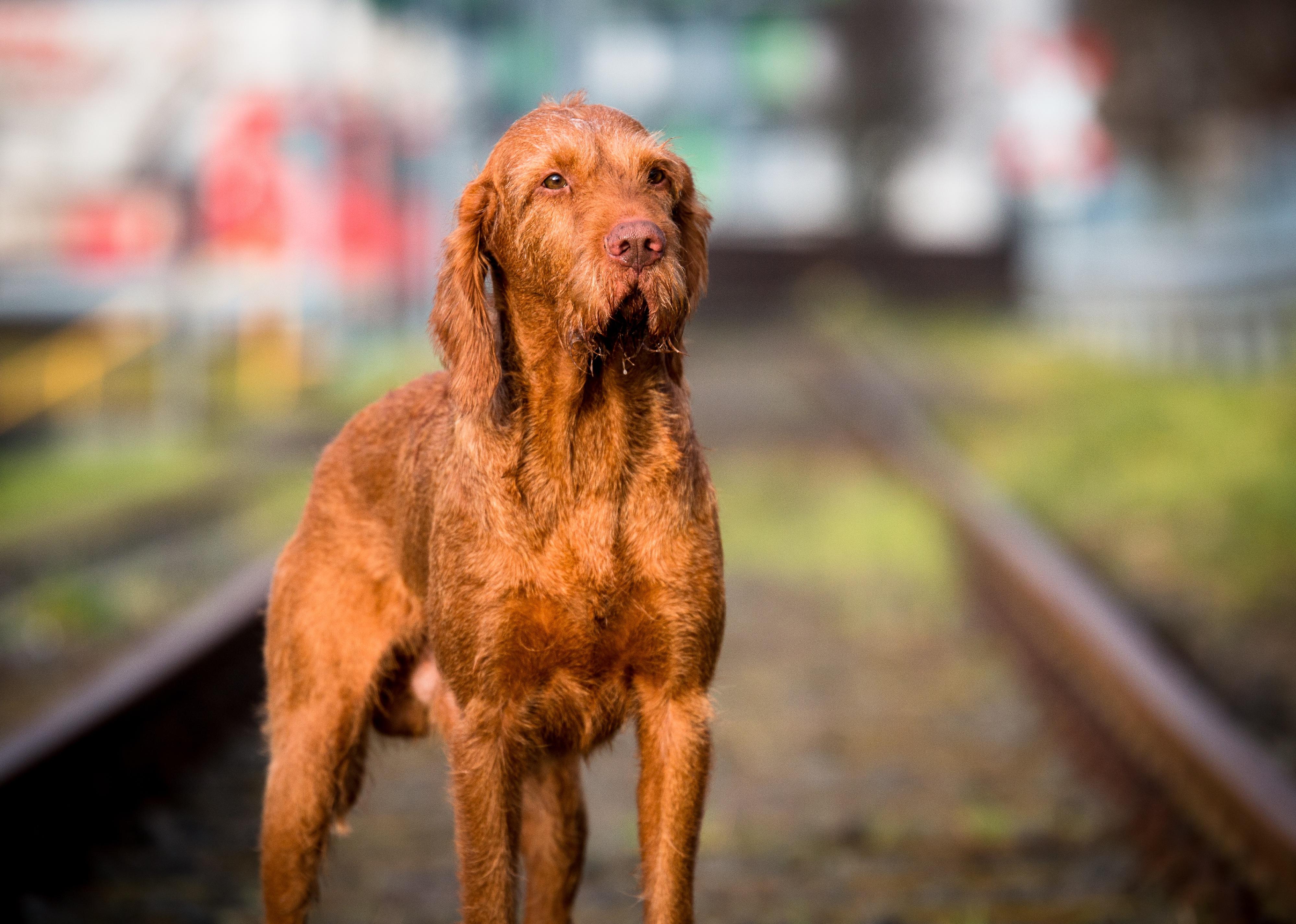 A Wirehaired Vizsla in a city with blurred background.