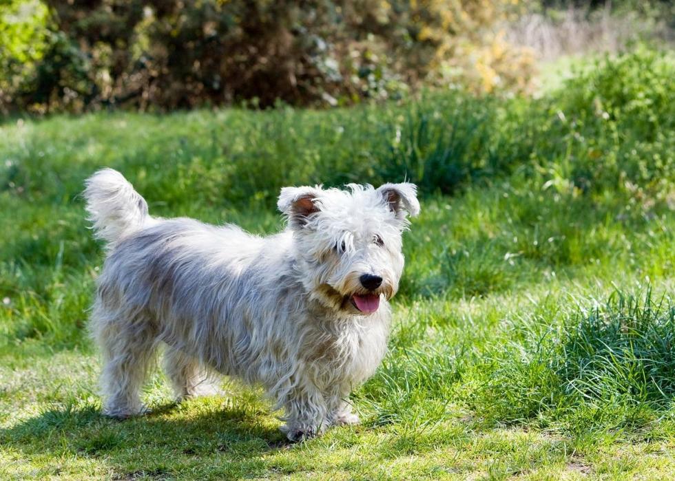 are japanese terrier noisy