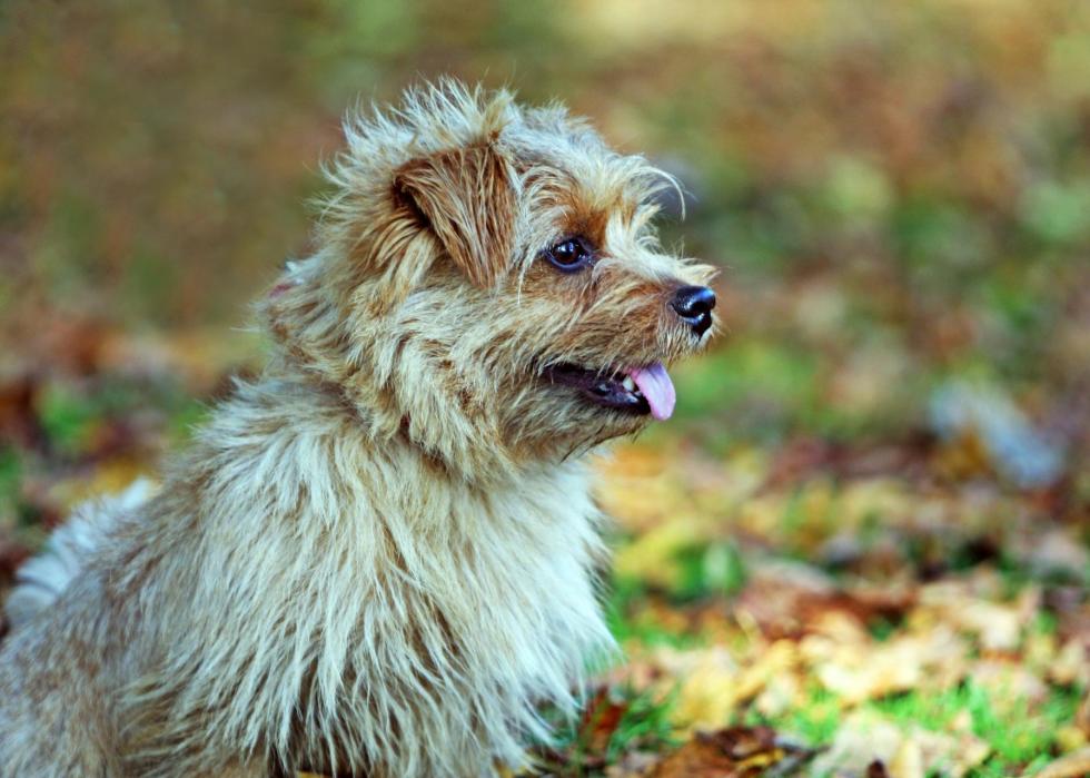 New Dog Breeds Recognized The Year You Were Born Stacker