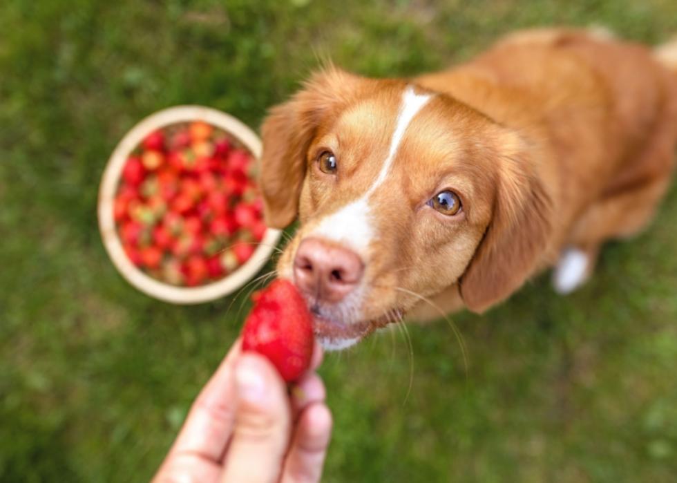 A person handing a dog some fruit.